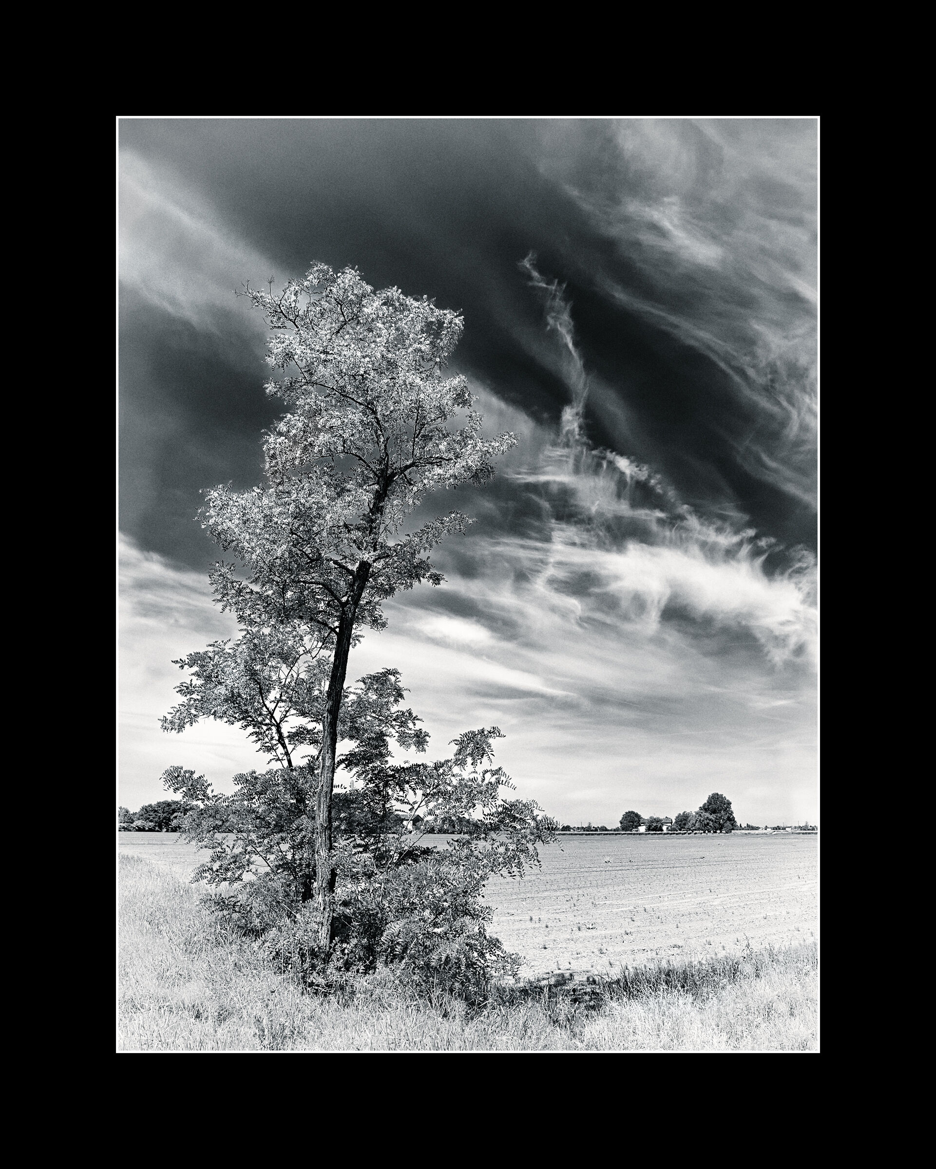 Robinia