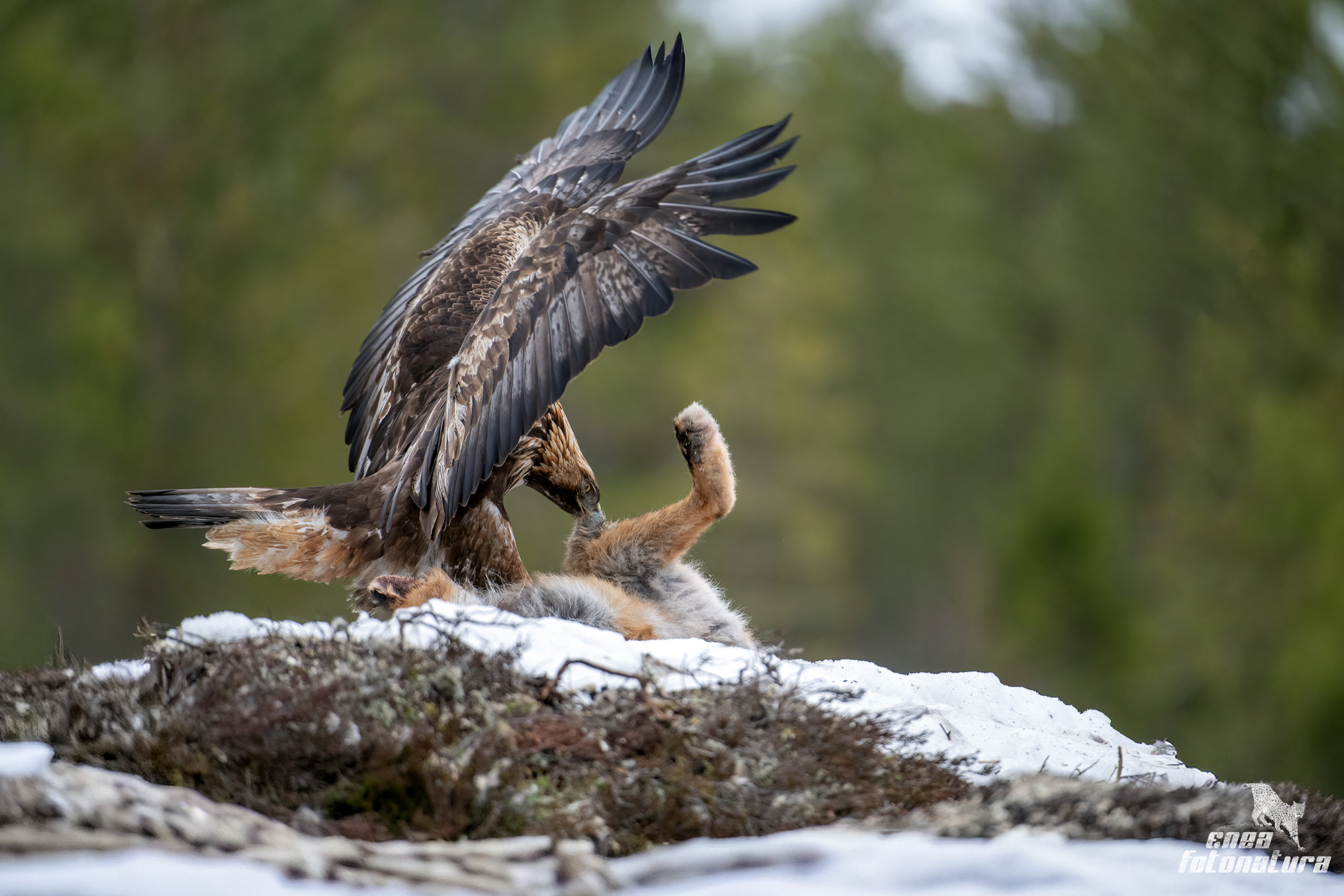 aquila  reale