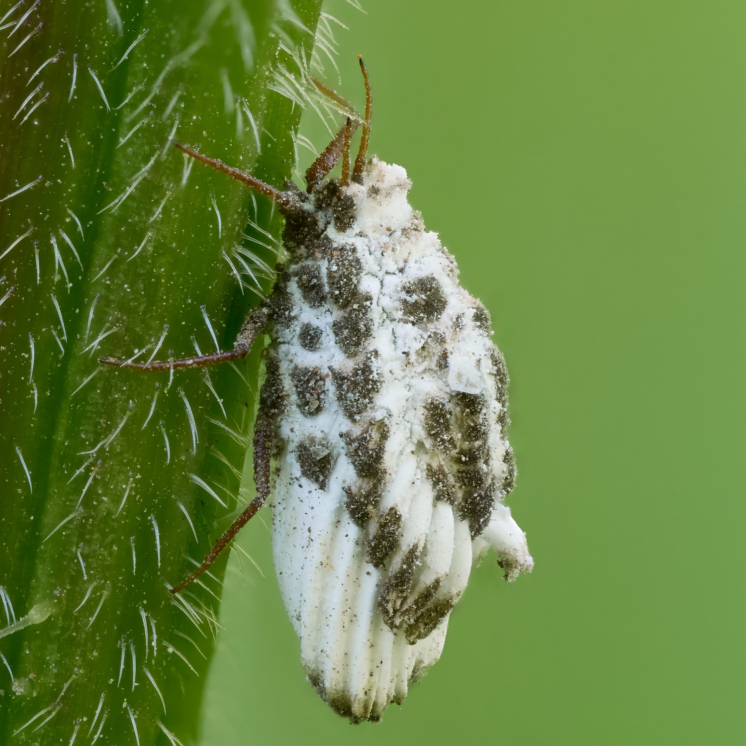 Orthezia sp.