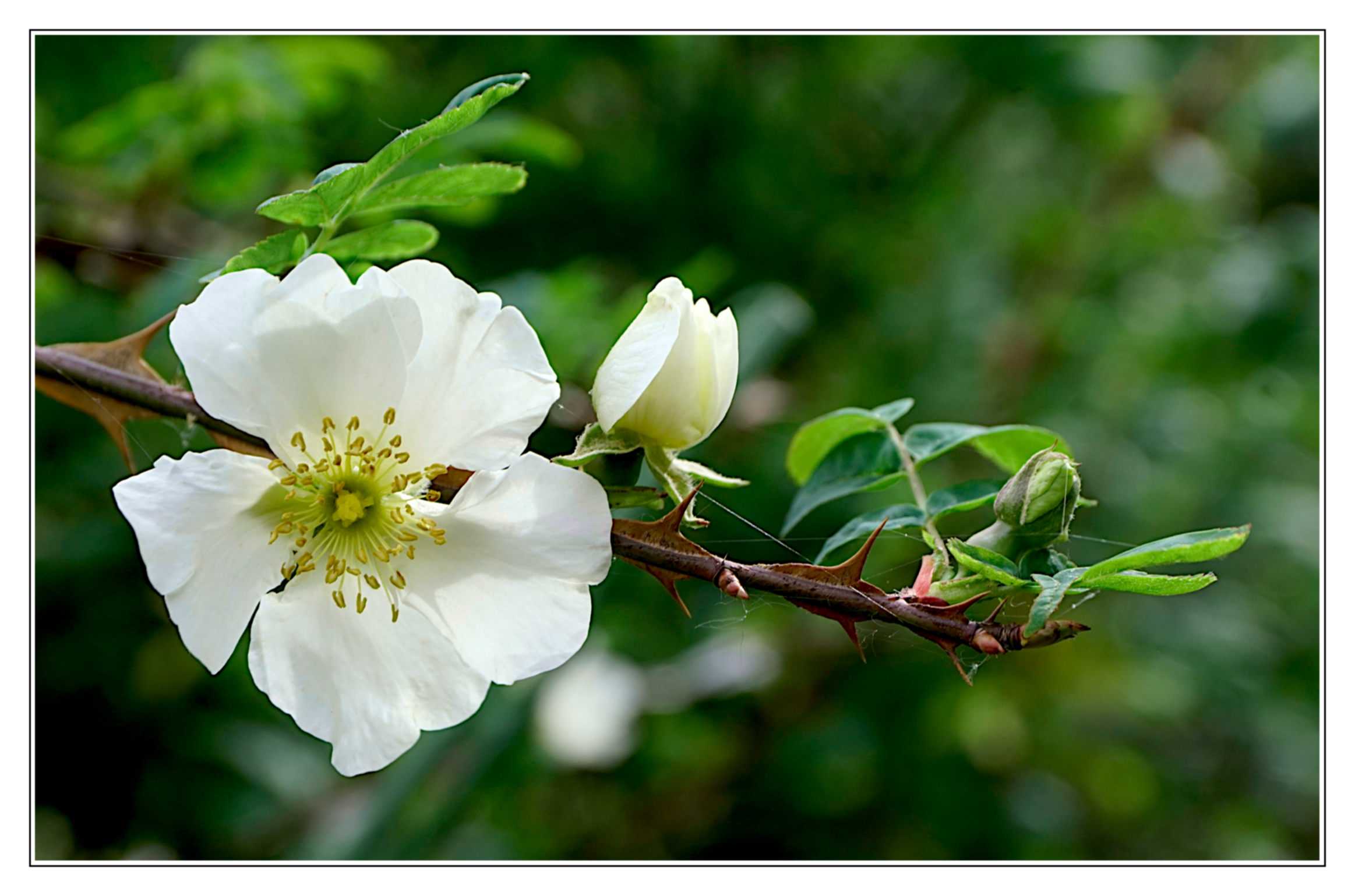 Rose e spine