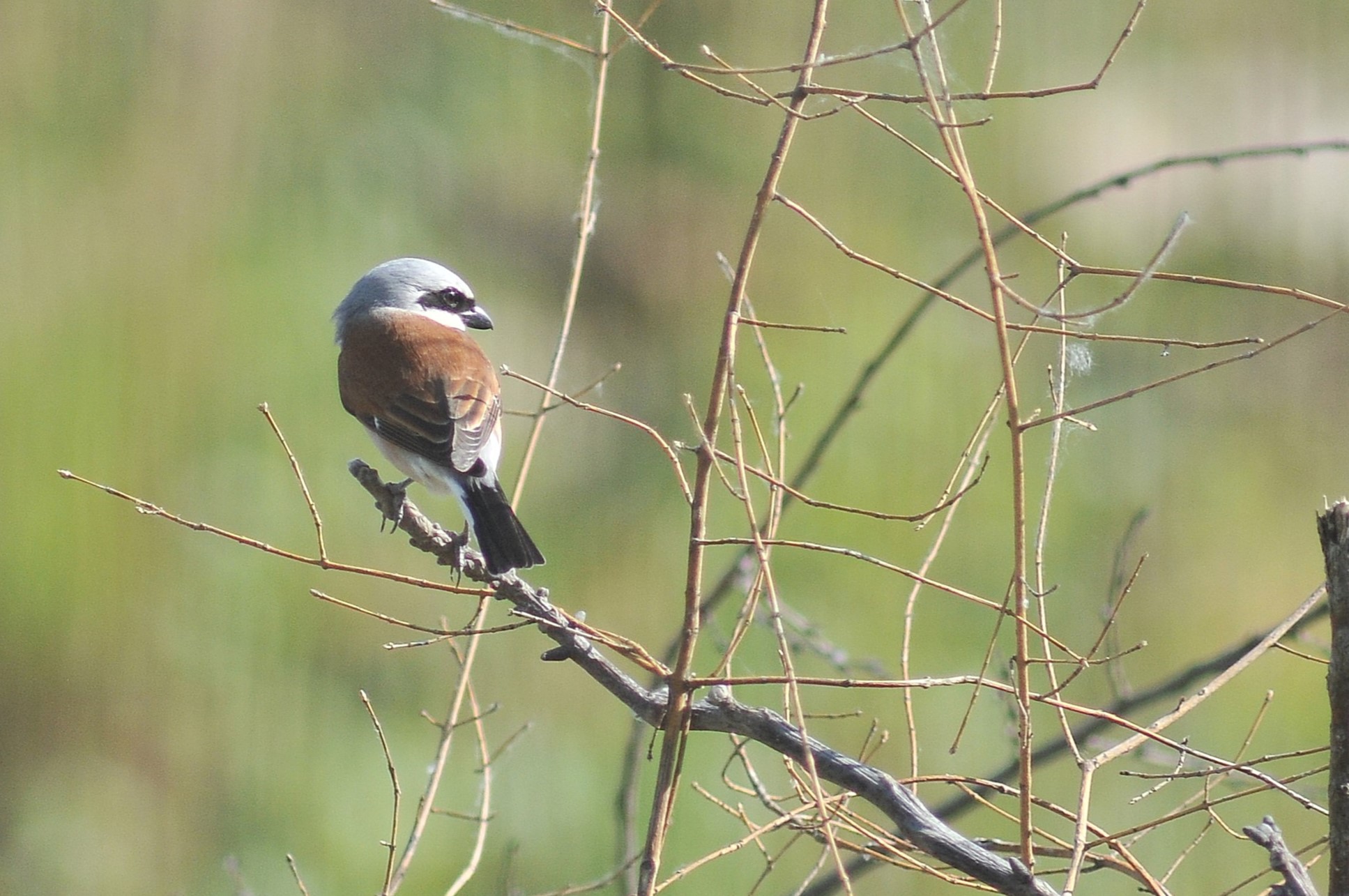 Lesser Shrike