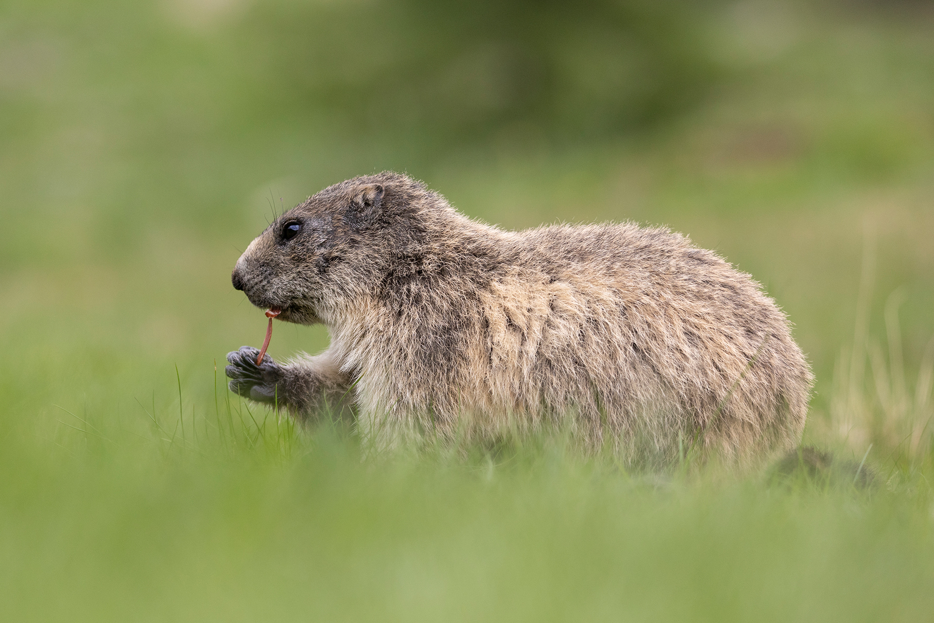 Marmotta