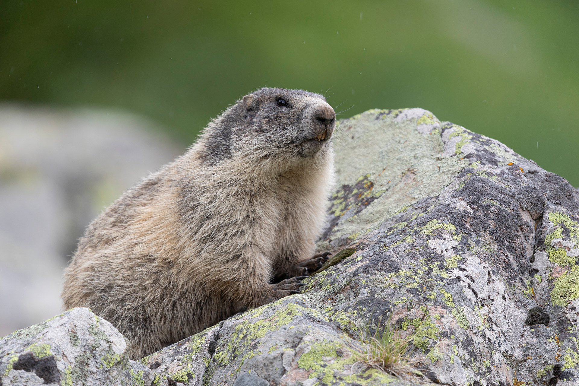 Marmotta