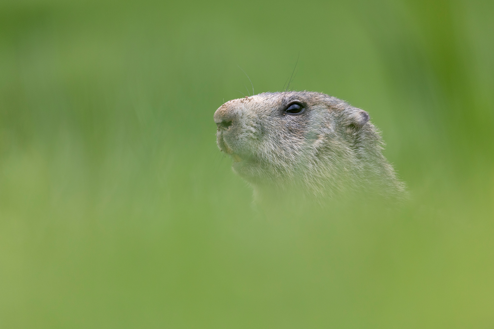 Marmotta