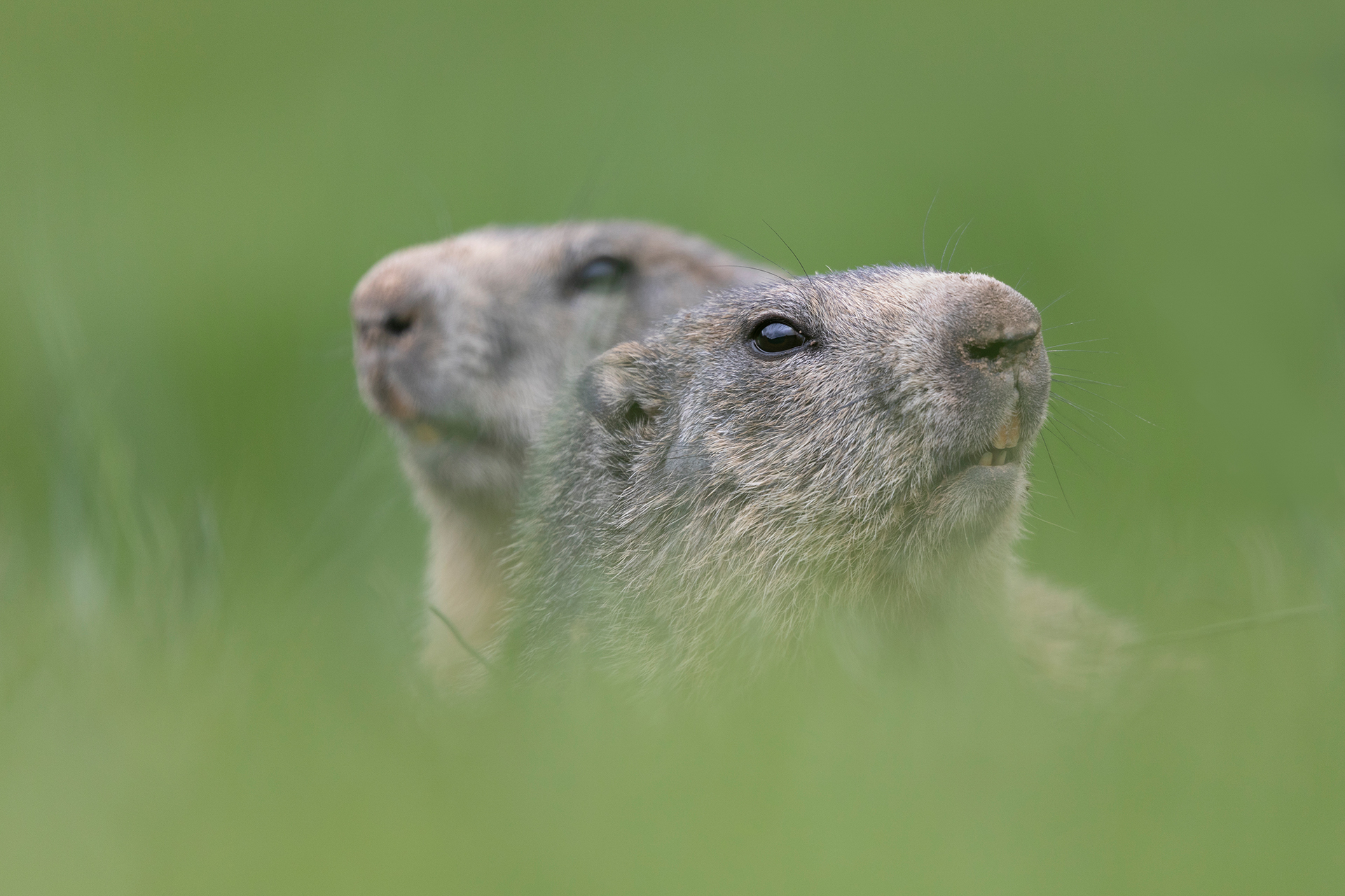Marmotta