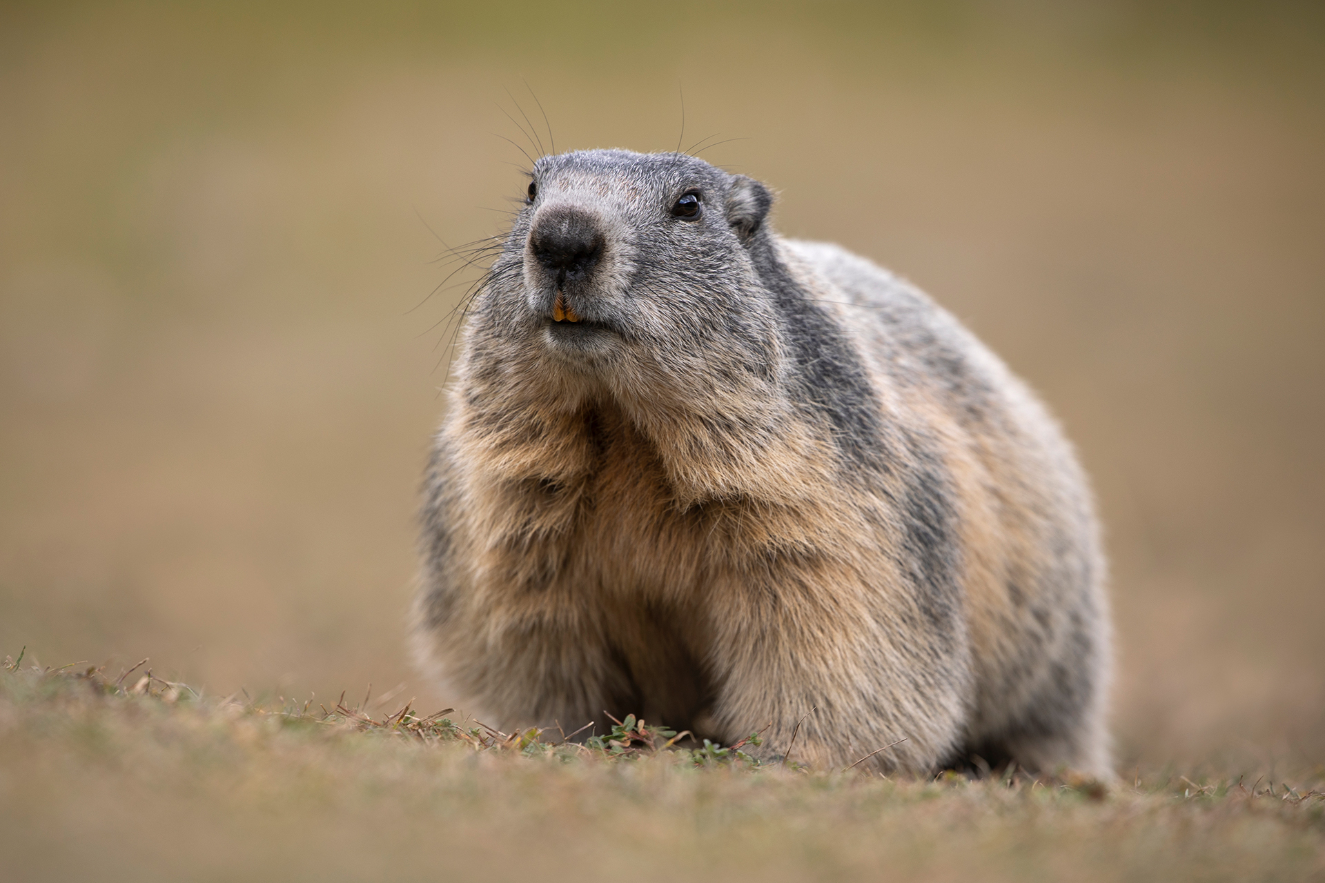 Marmotta
