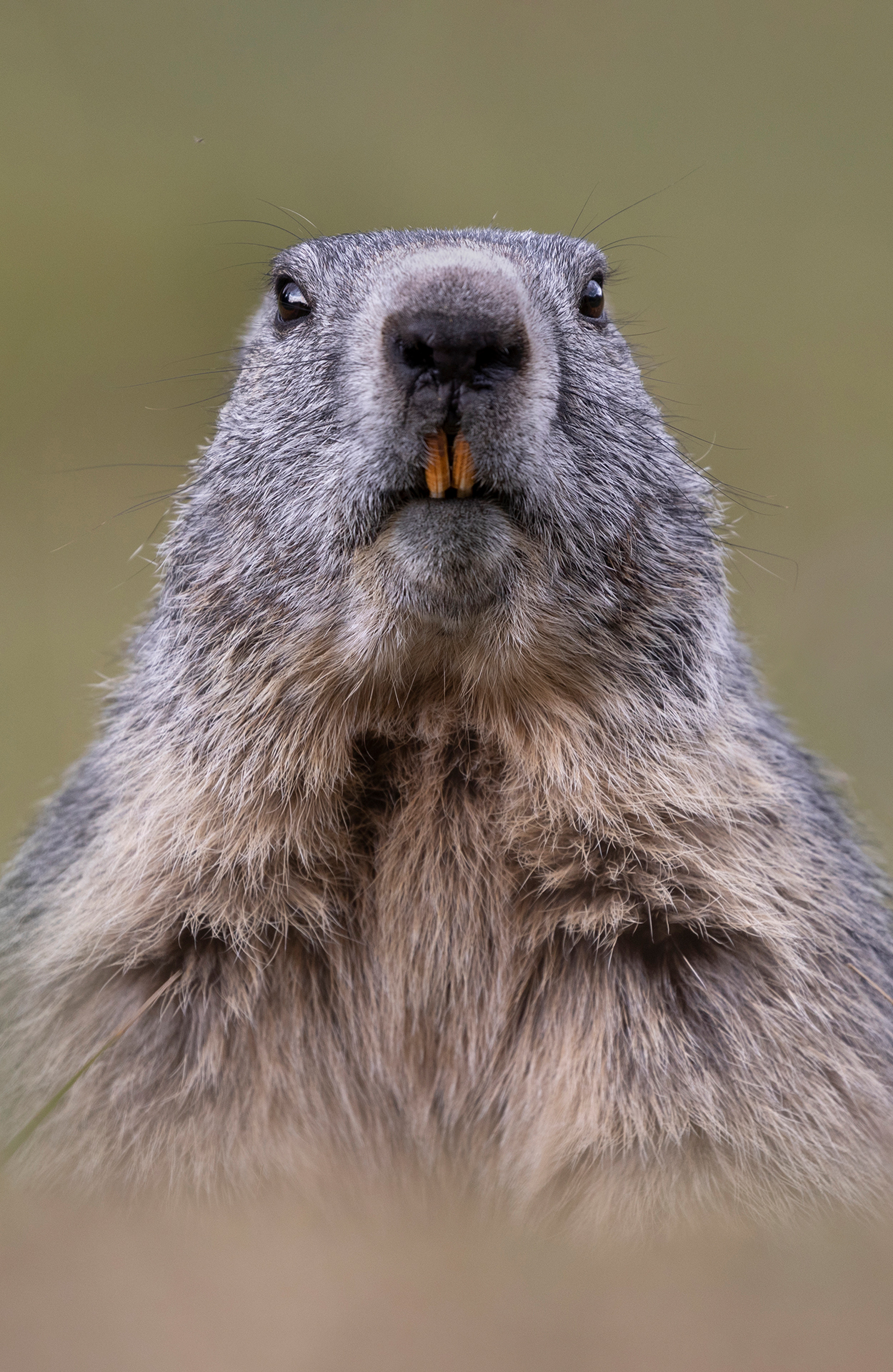 Marmotta