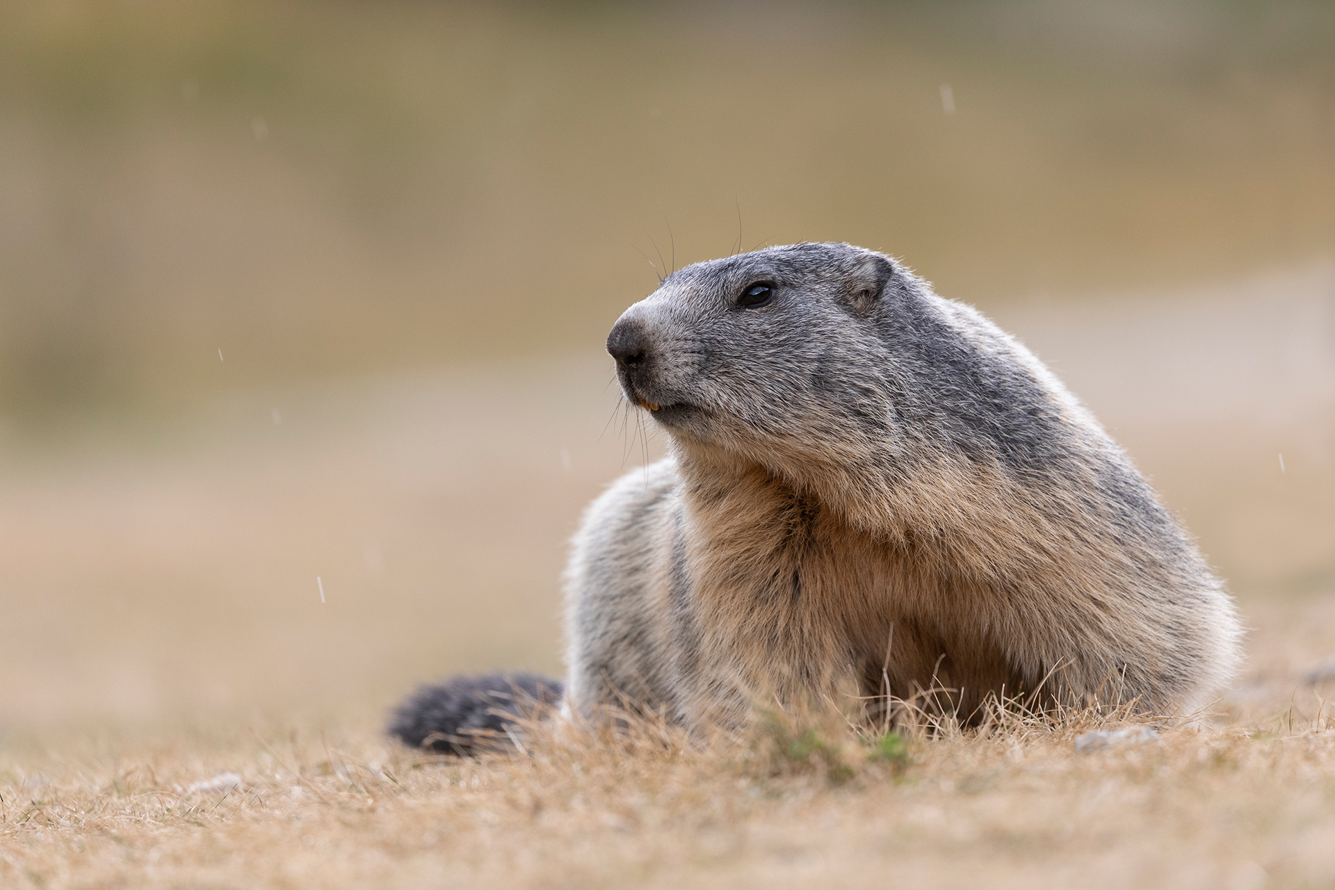 Marmotta