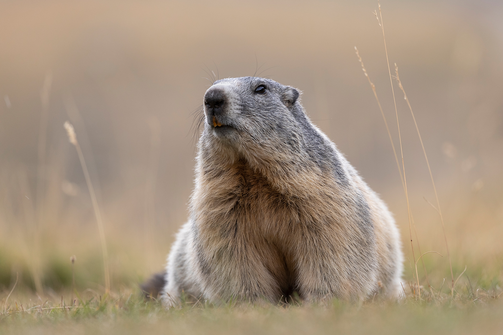 Marmotta