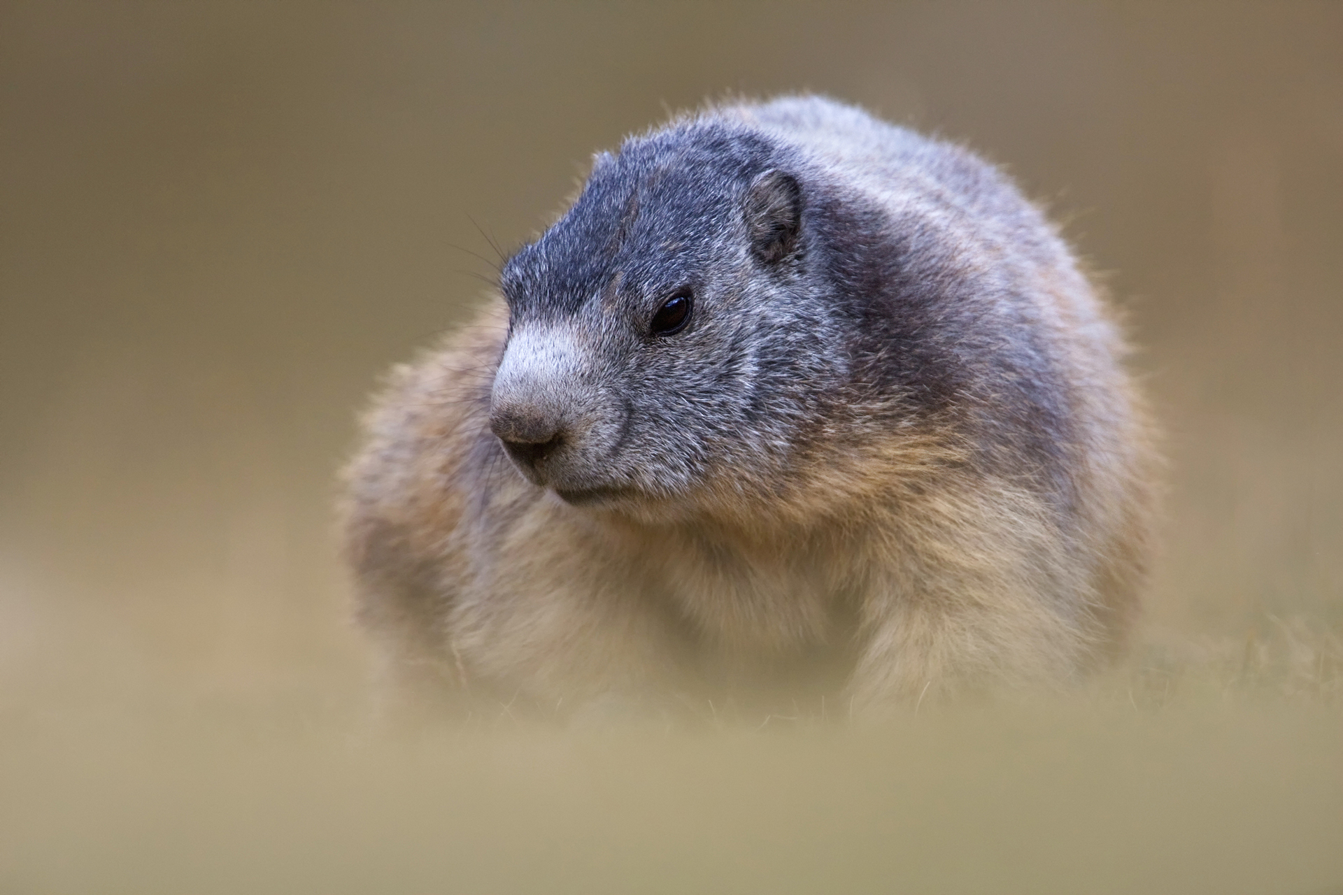 Marmotta