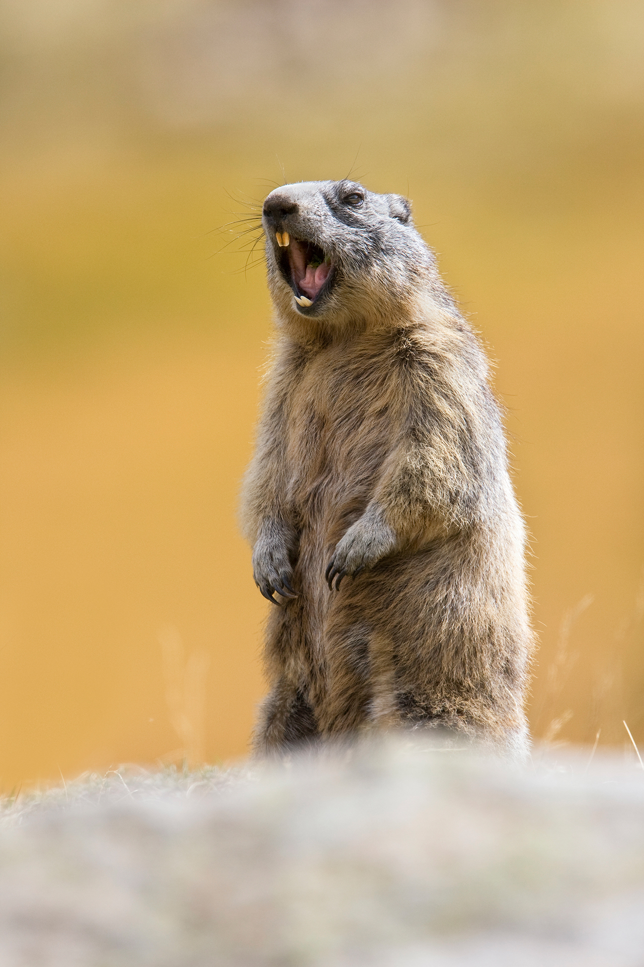 Marmotta