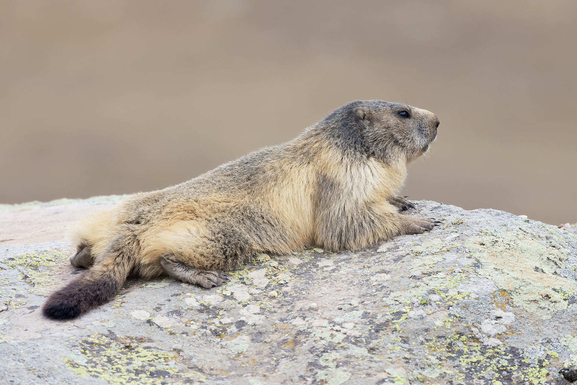 Marmotta