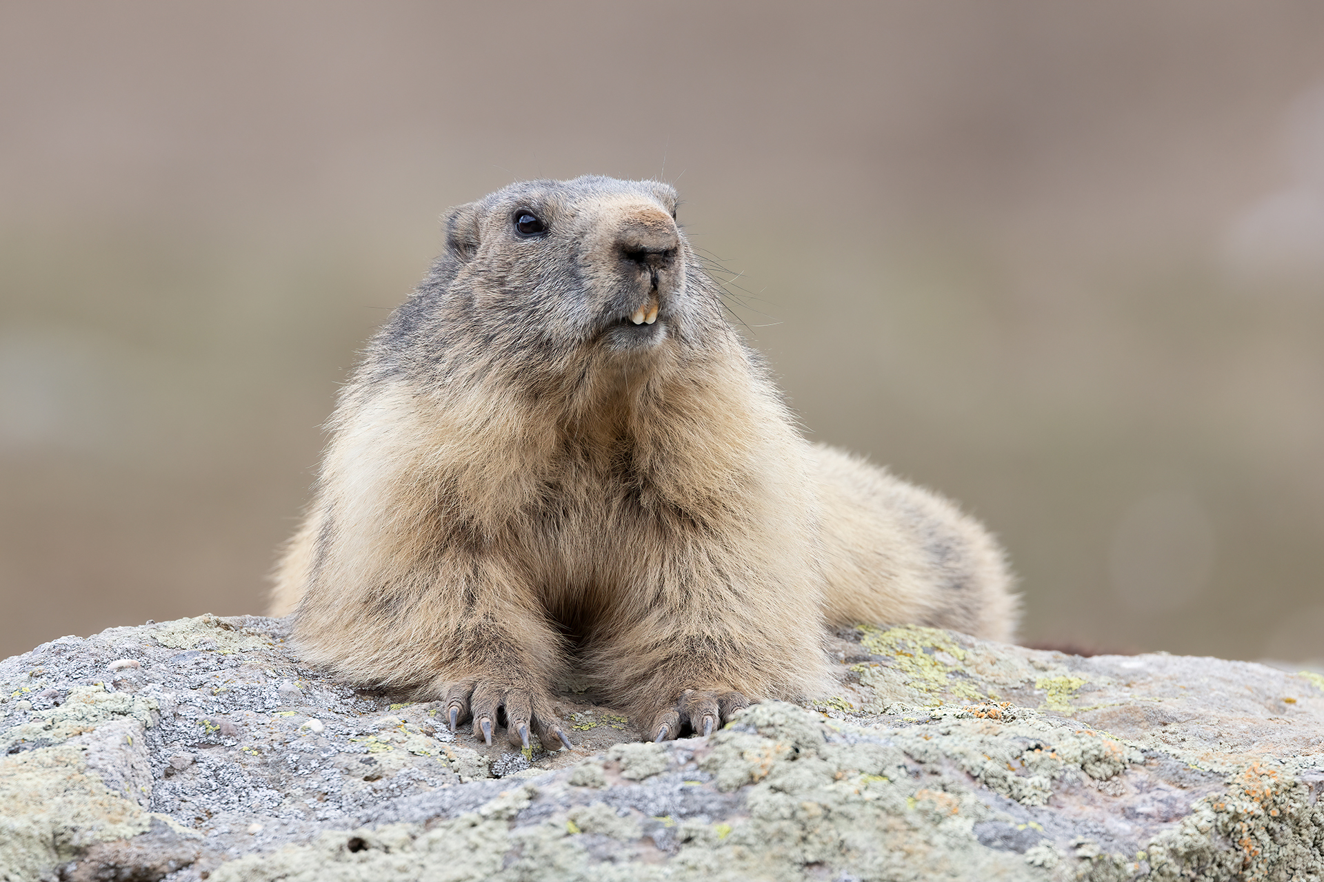 Marmotta