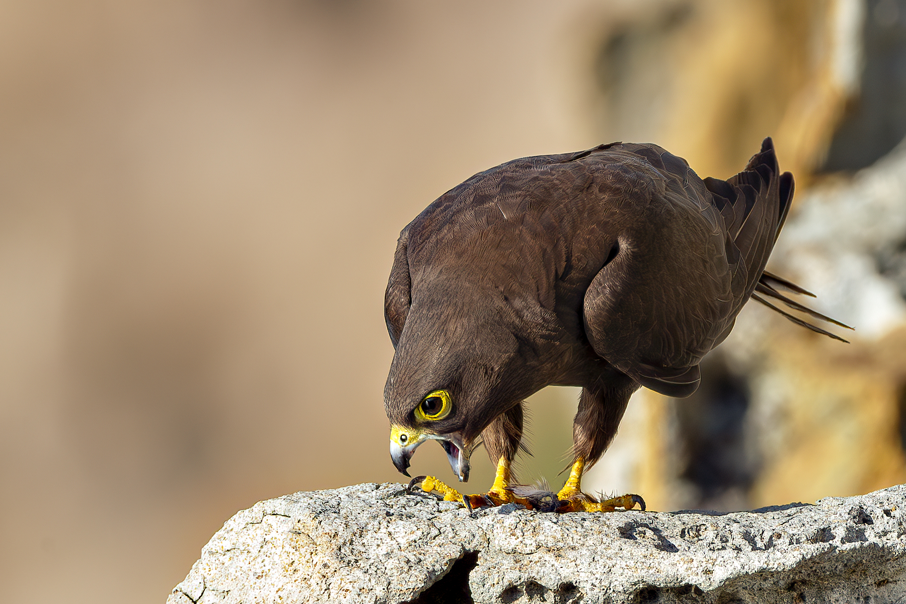 Falco della Regina