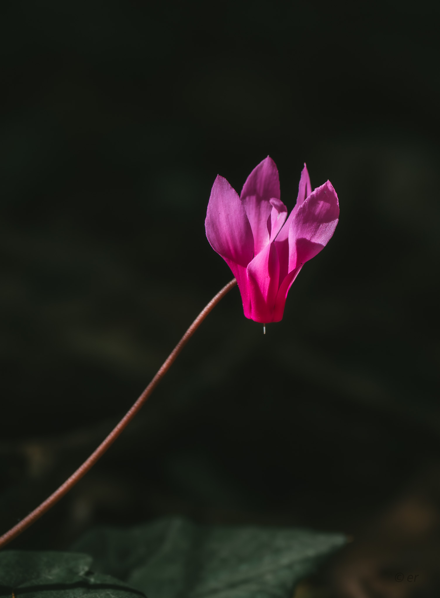 Forest flower