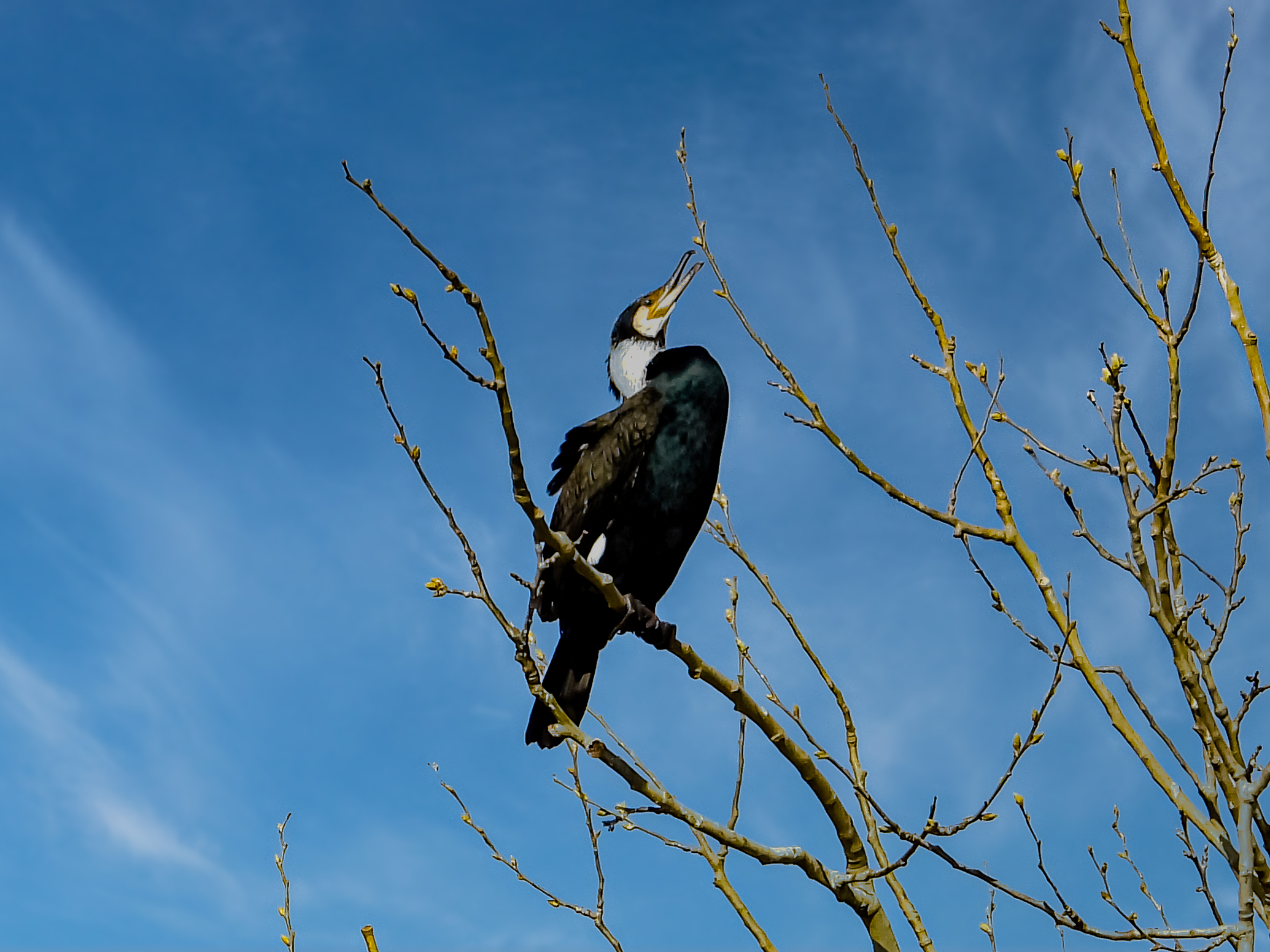 Cormorant