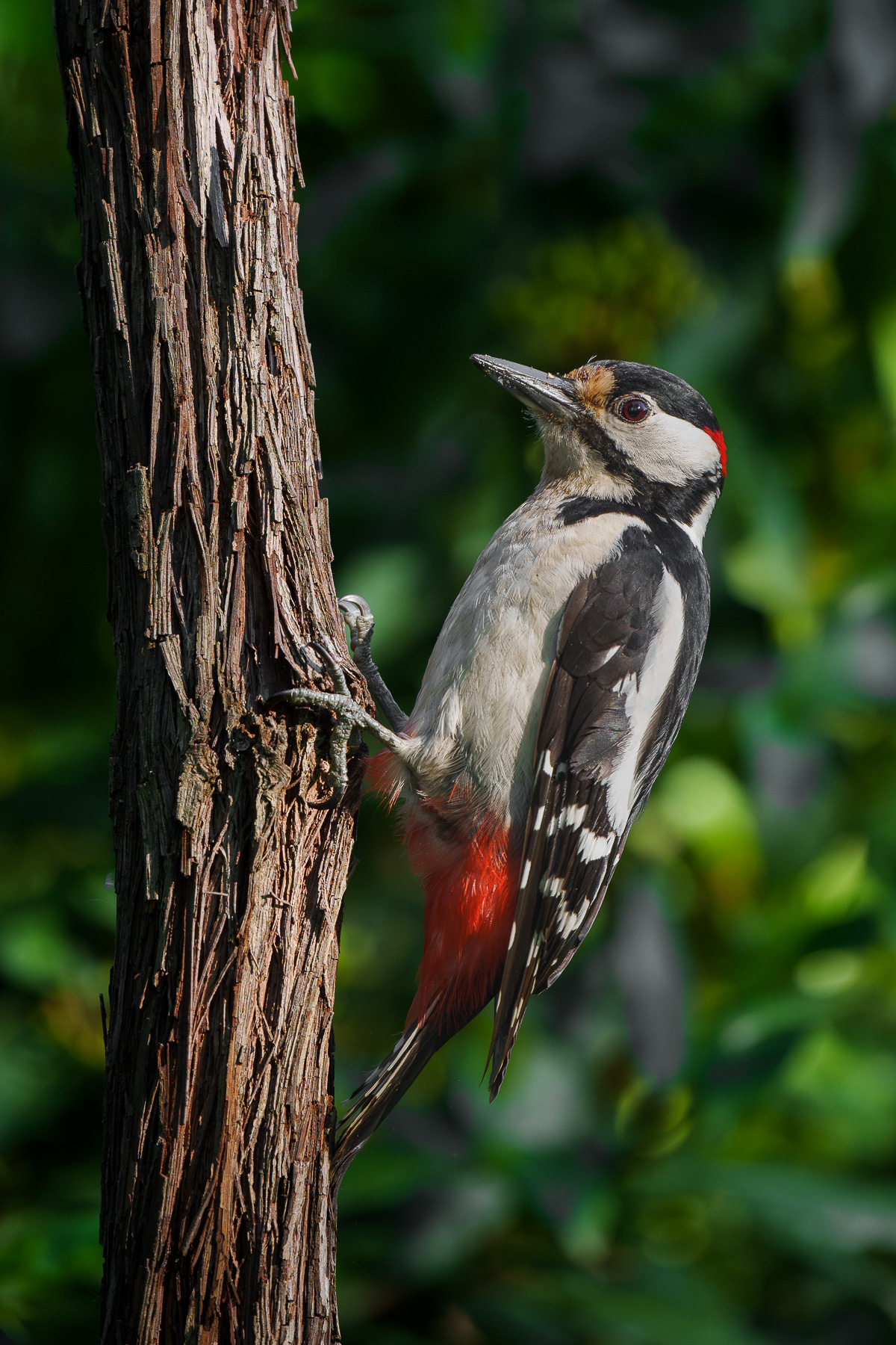 Male Great Spotted Woodpecker