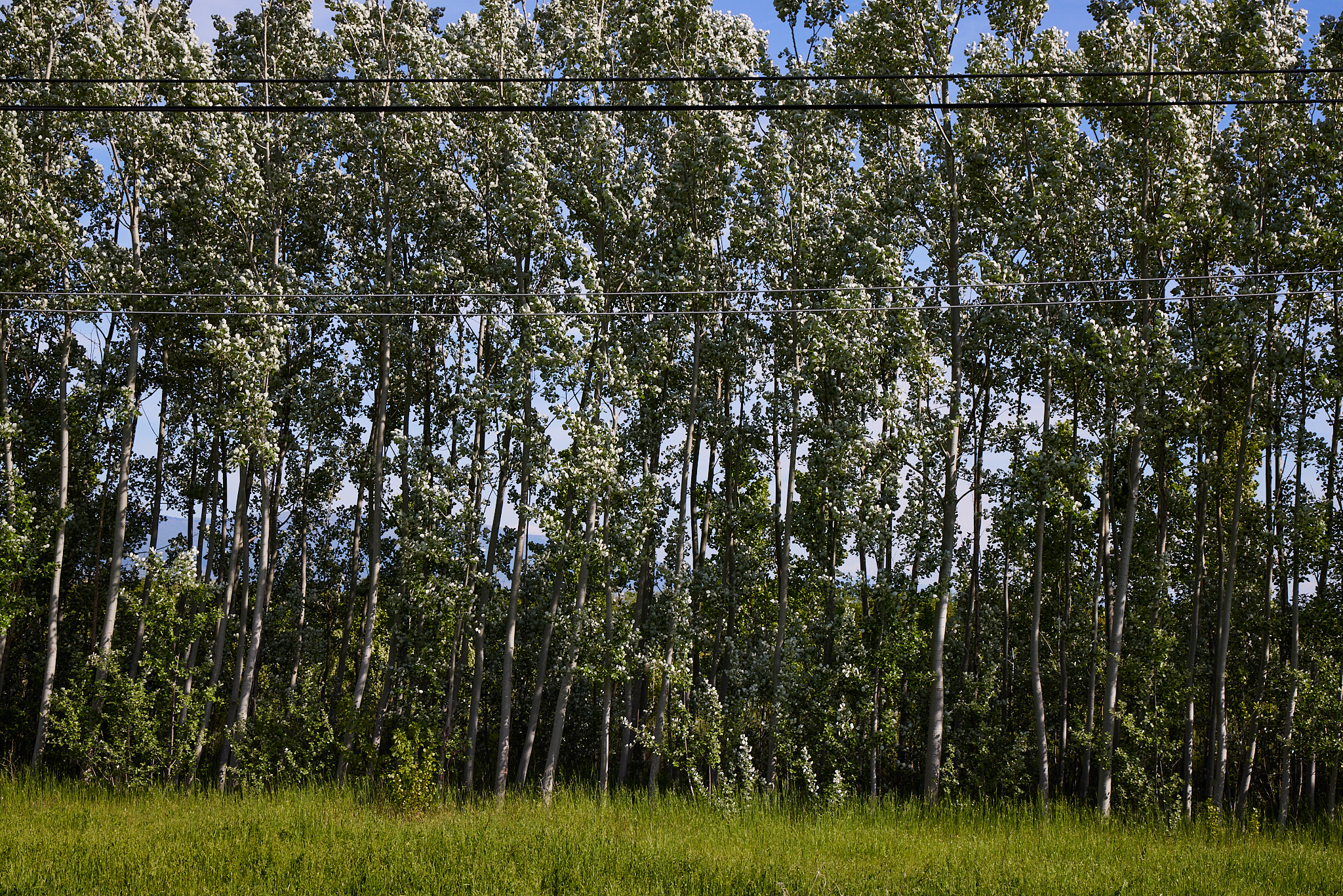 Double Thread Poplars