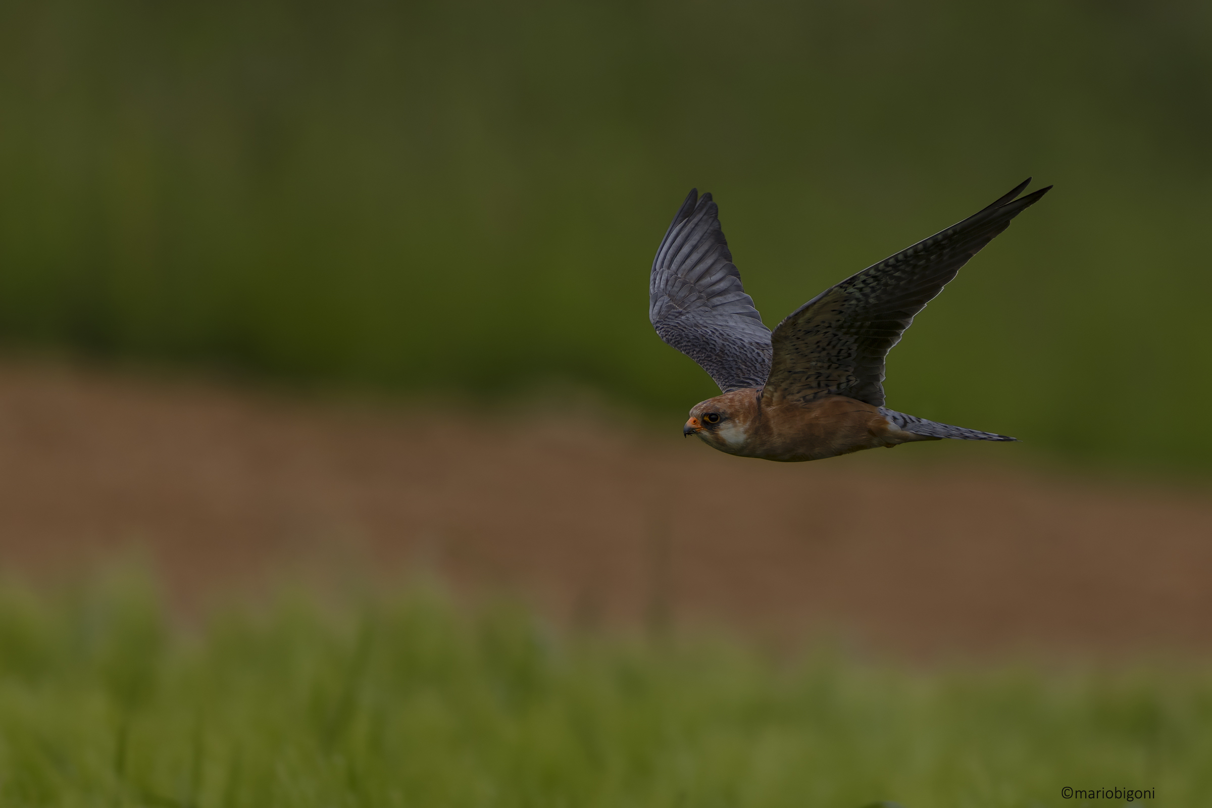 Falco cuculo