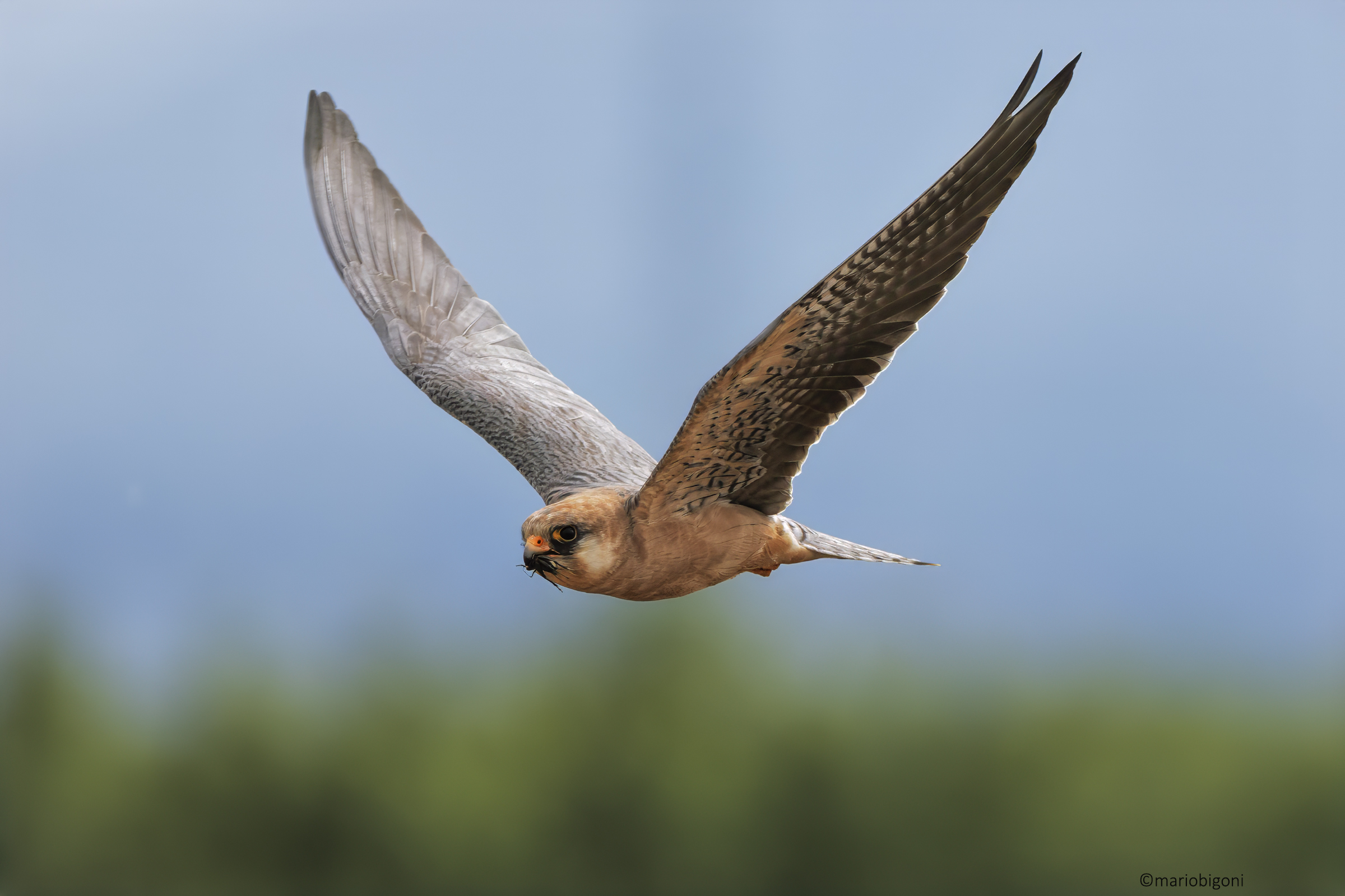Falco cuculo