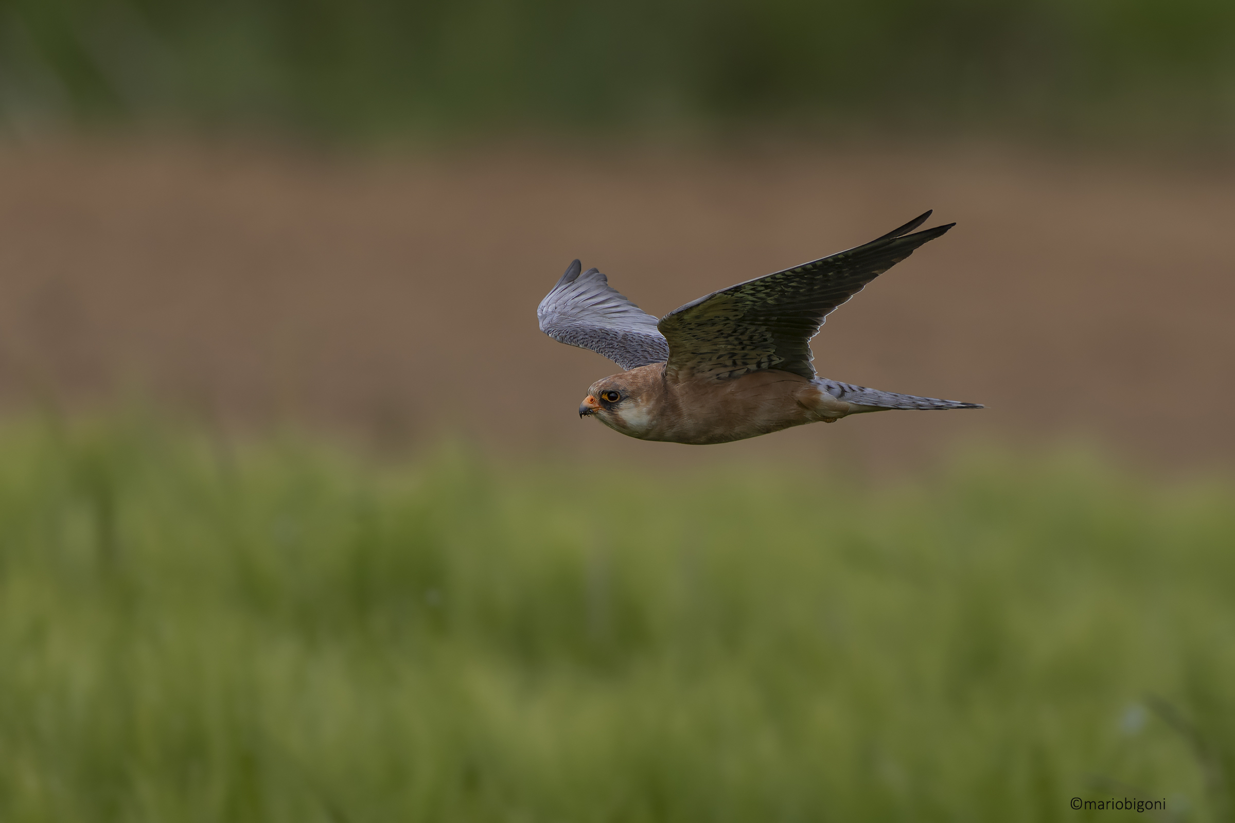 Falco cuculo