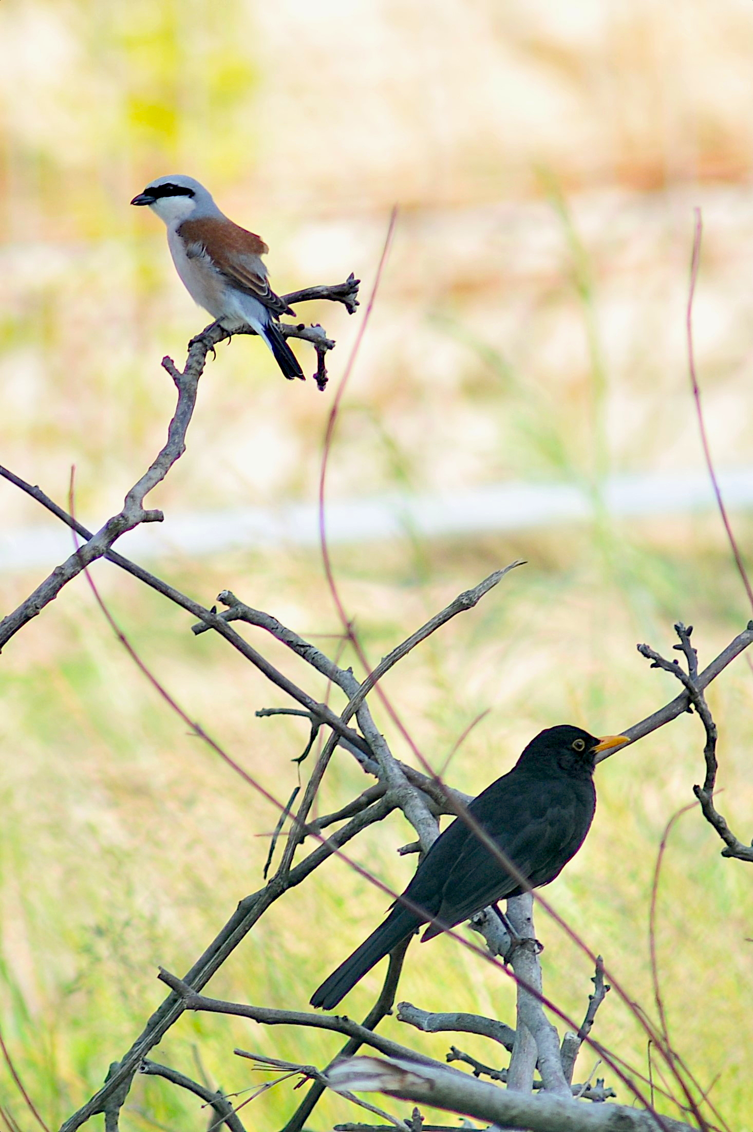 Small Shrike and Blackbird