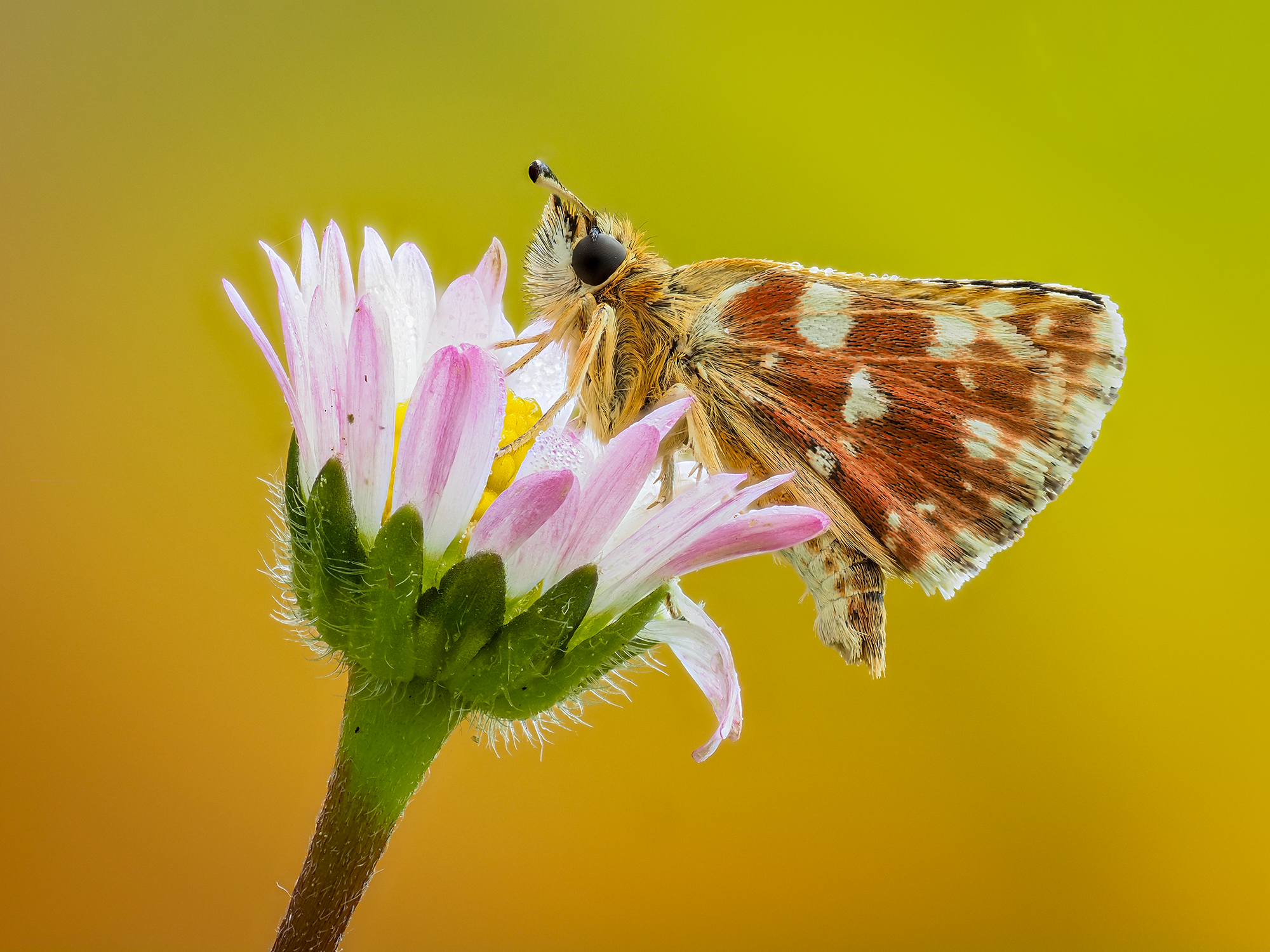 Pyrgus sp.