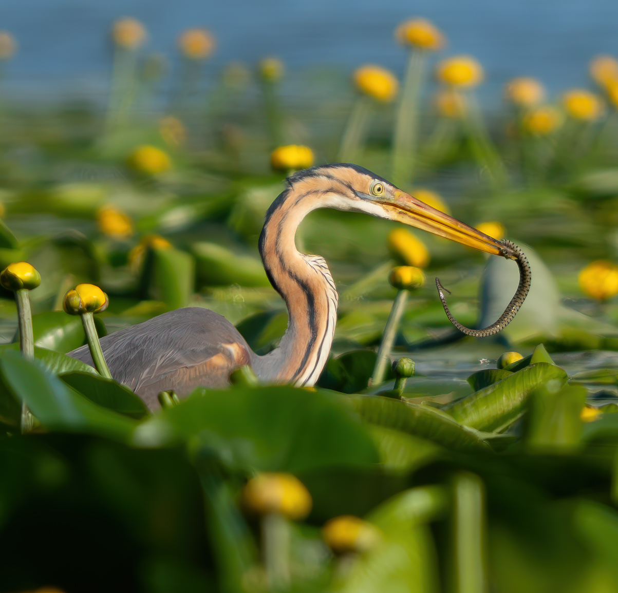 Purple Heron with Prey