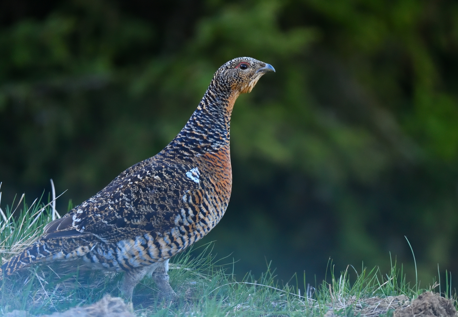 Female Capercaillie