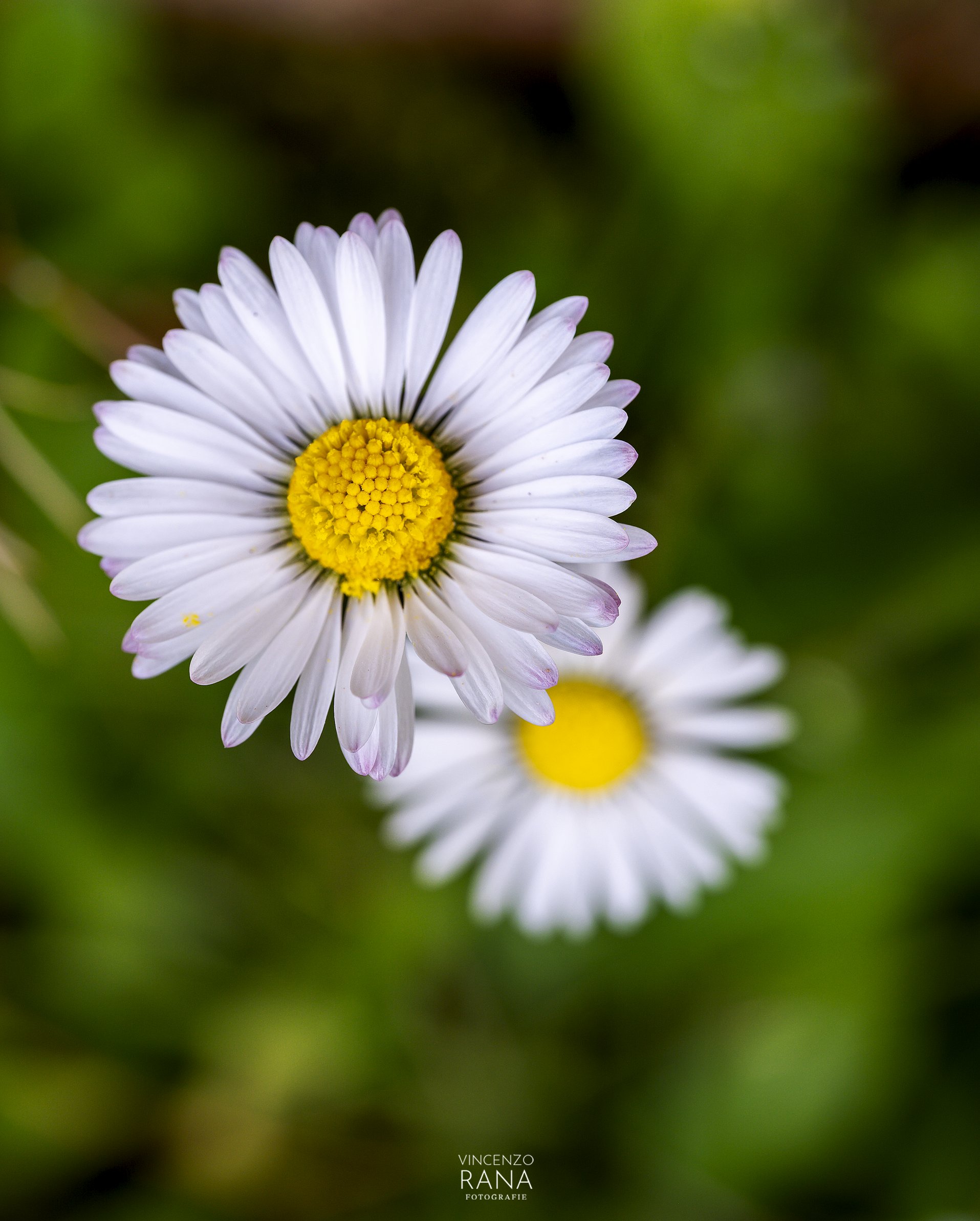 Meadow