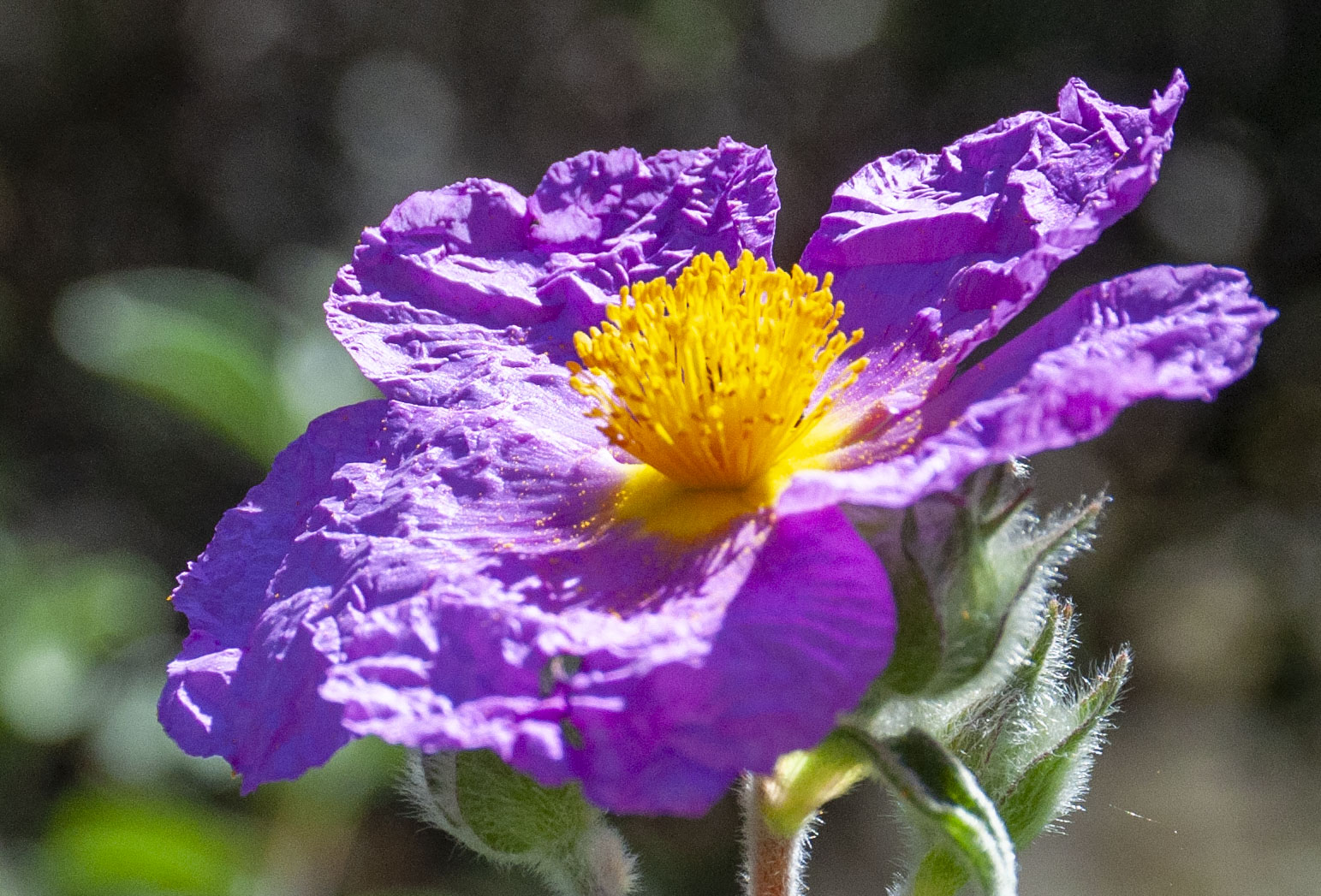 Purple Cistus