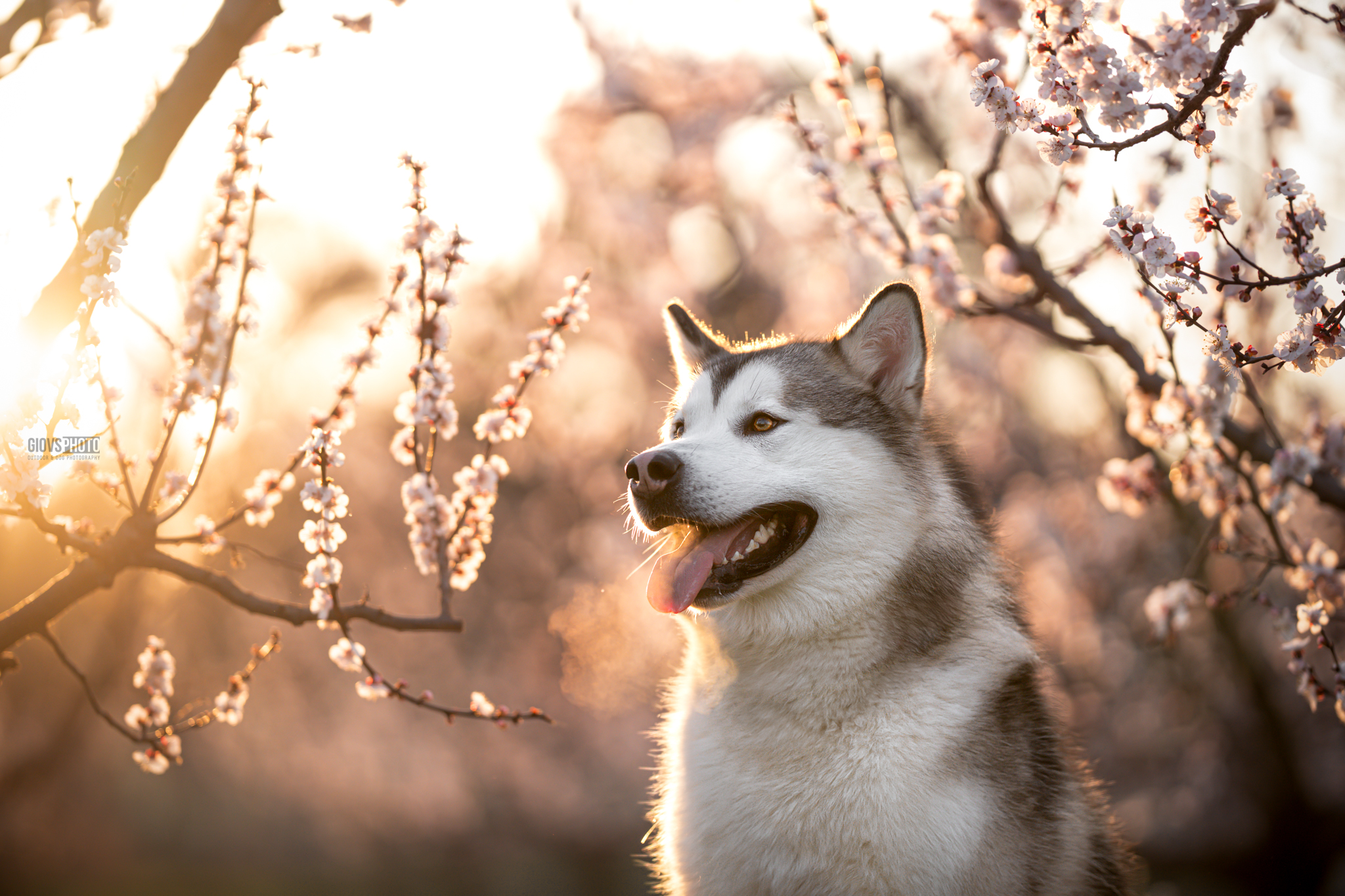 Spring lights