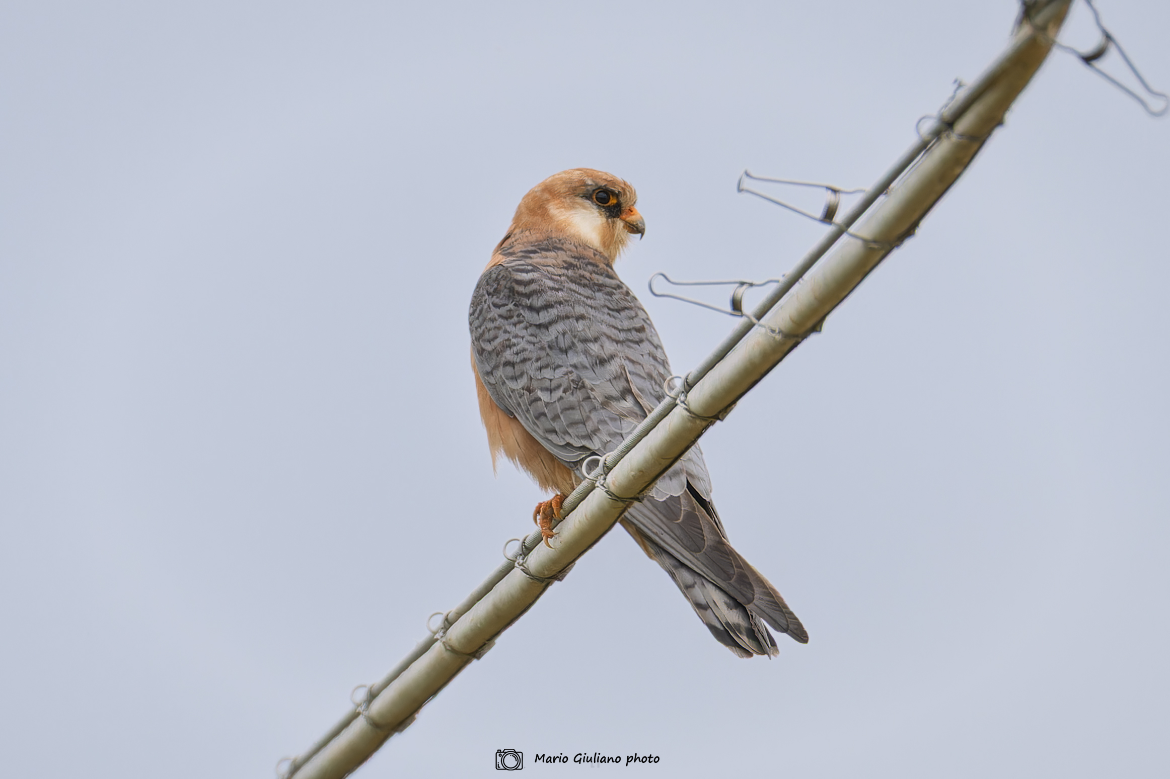 Female Cuckoo Falcon