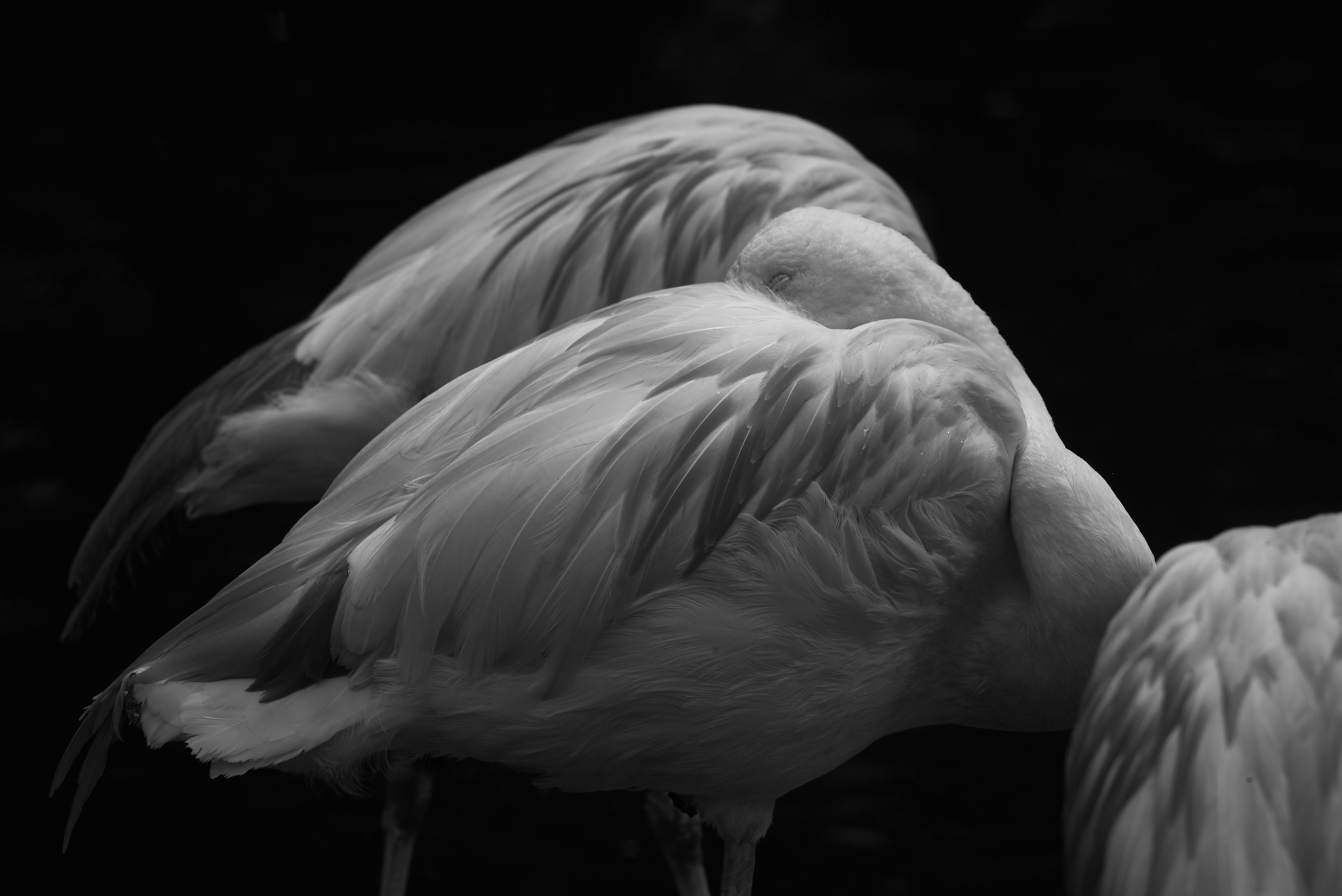 Zoo di Zurigo