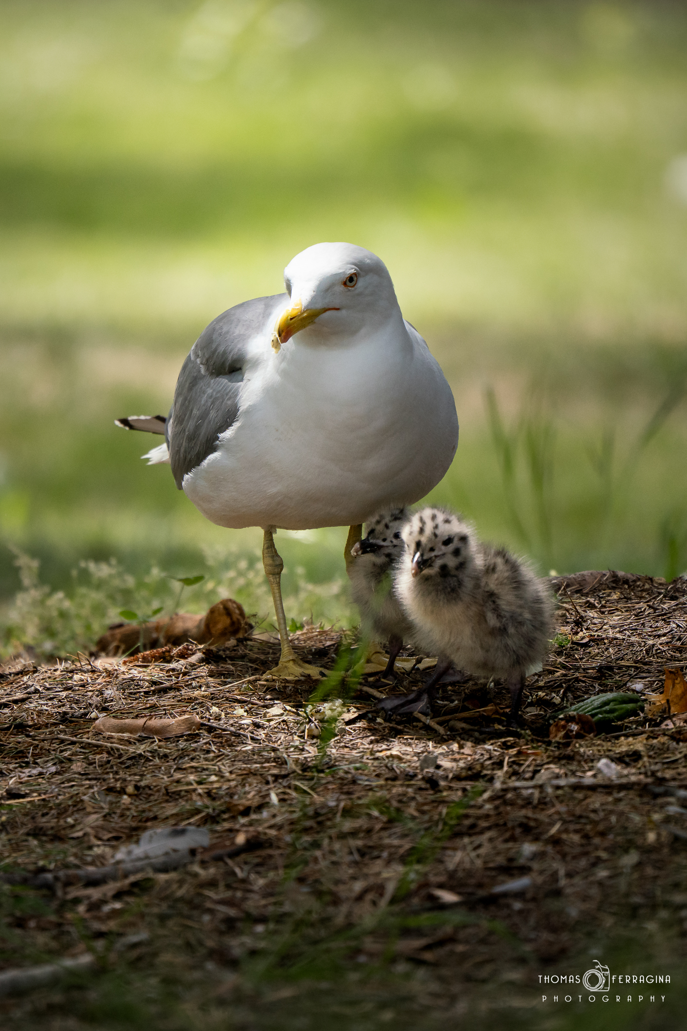 Family