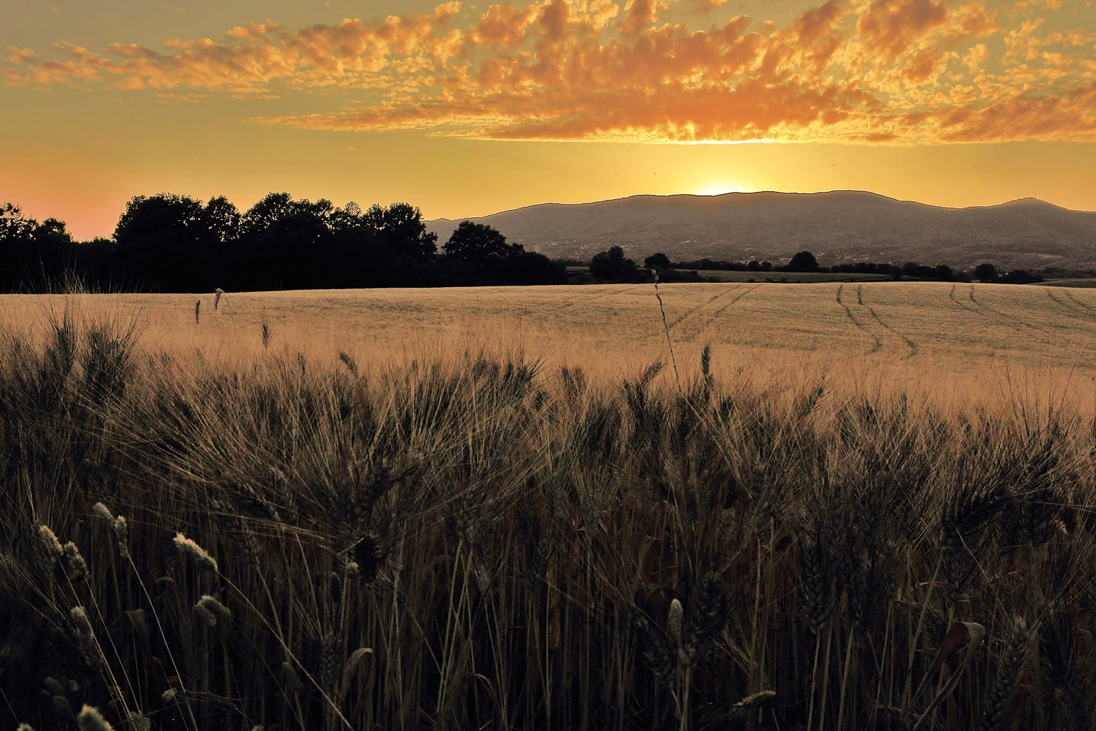 Sunset over wheat