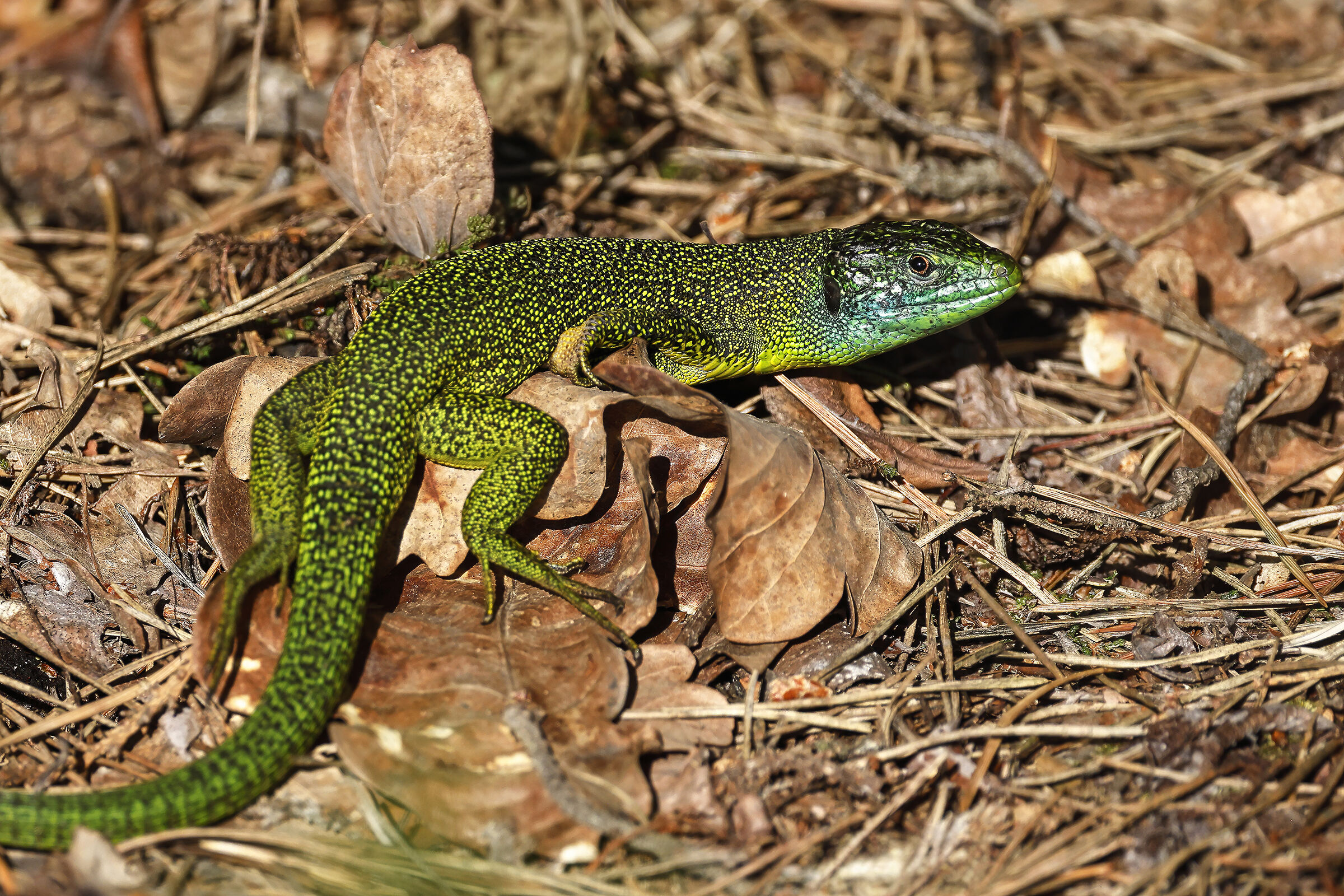 Green Lizard