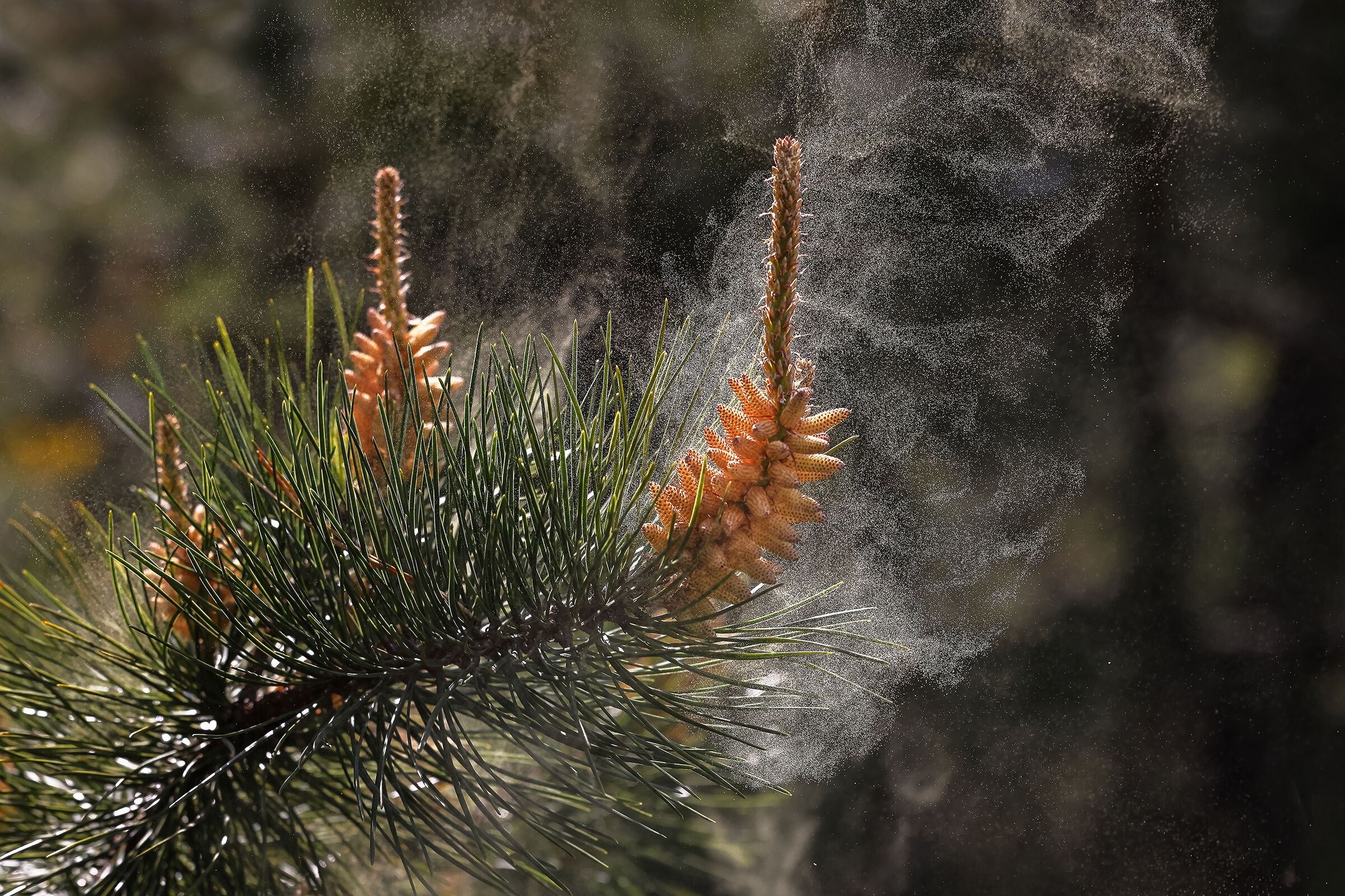 Scots pine pollen release