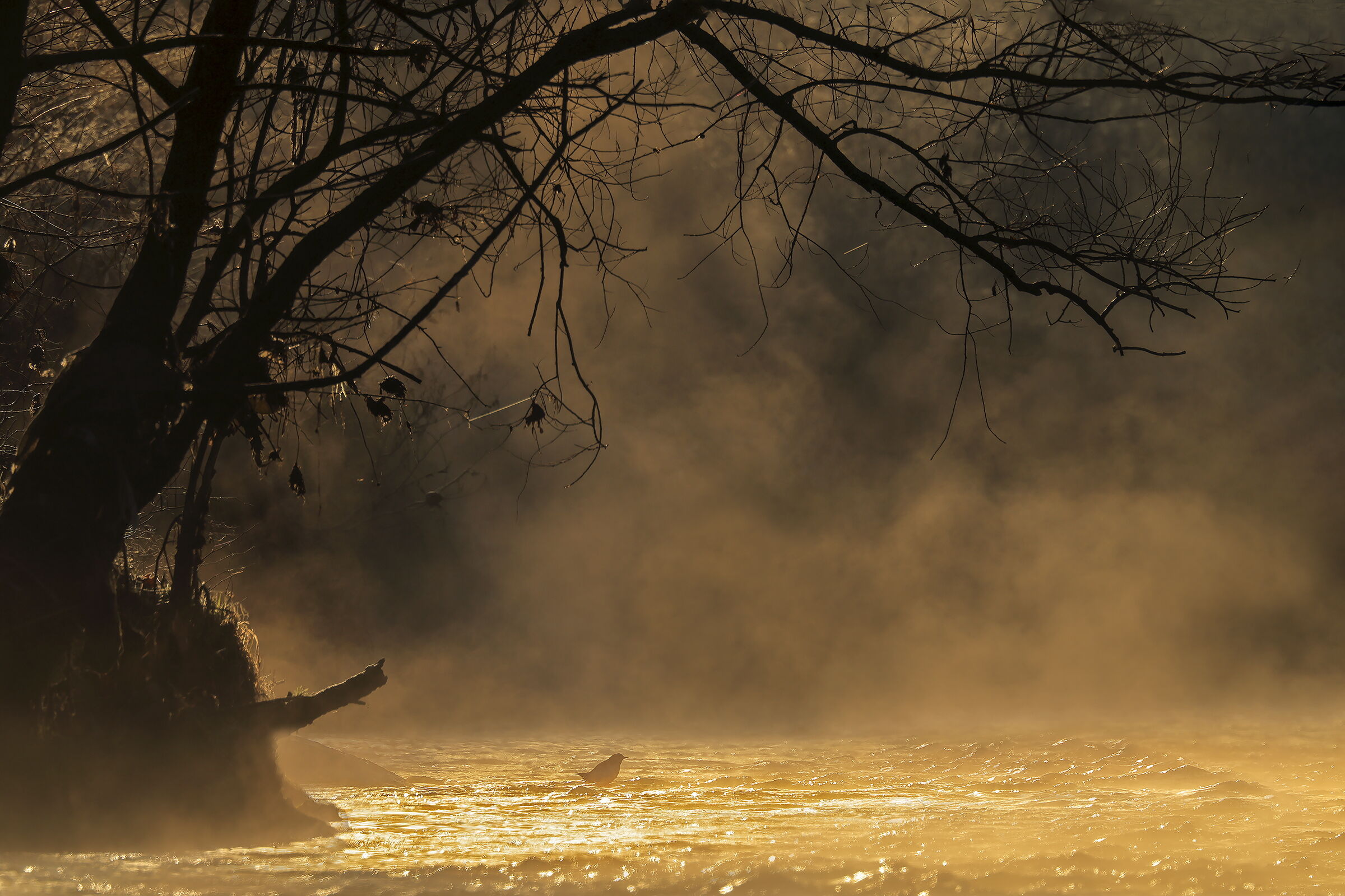 Sunrise over the river