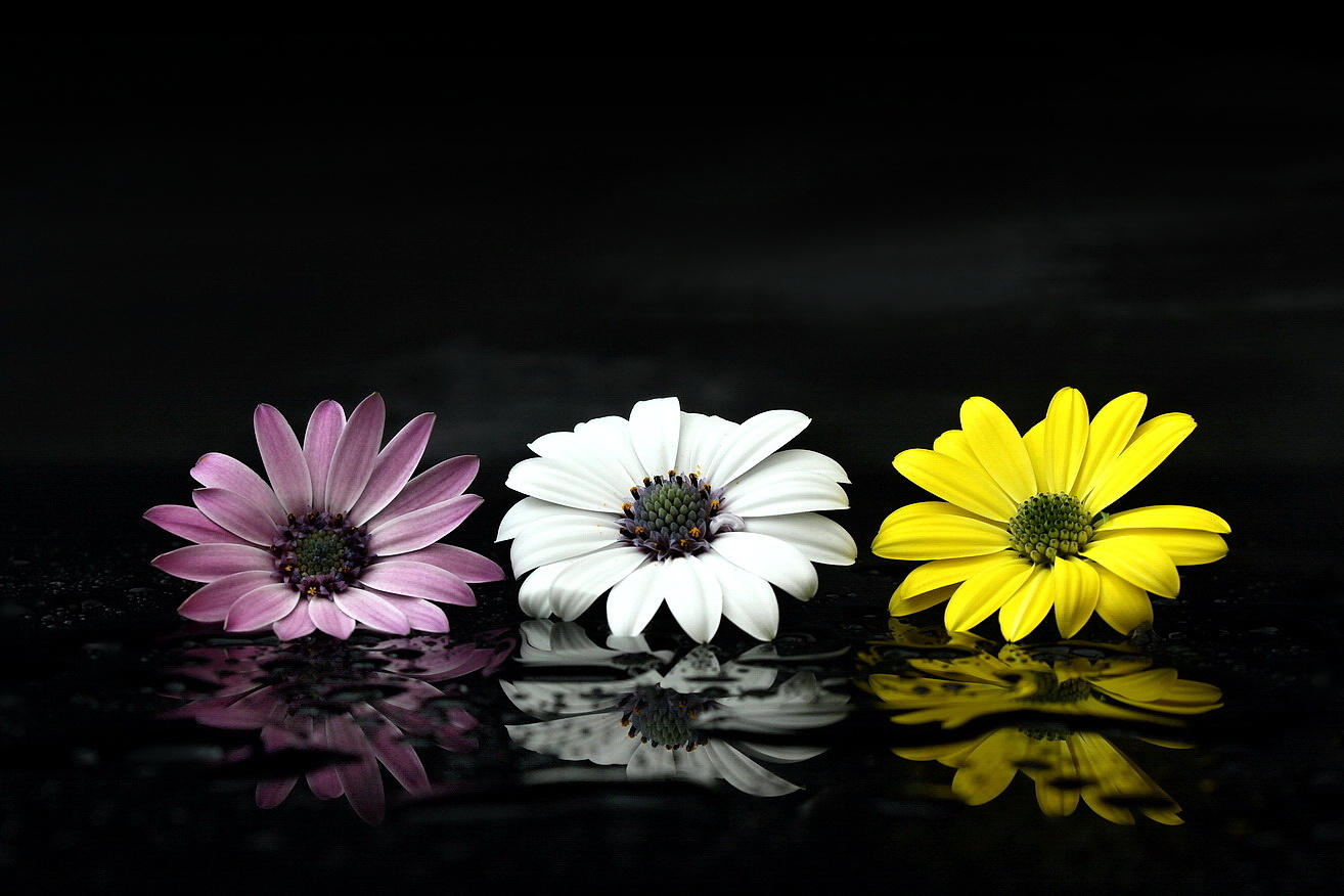 still life with flowers