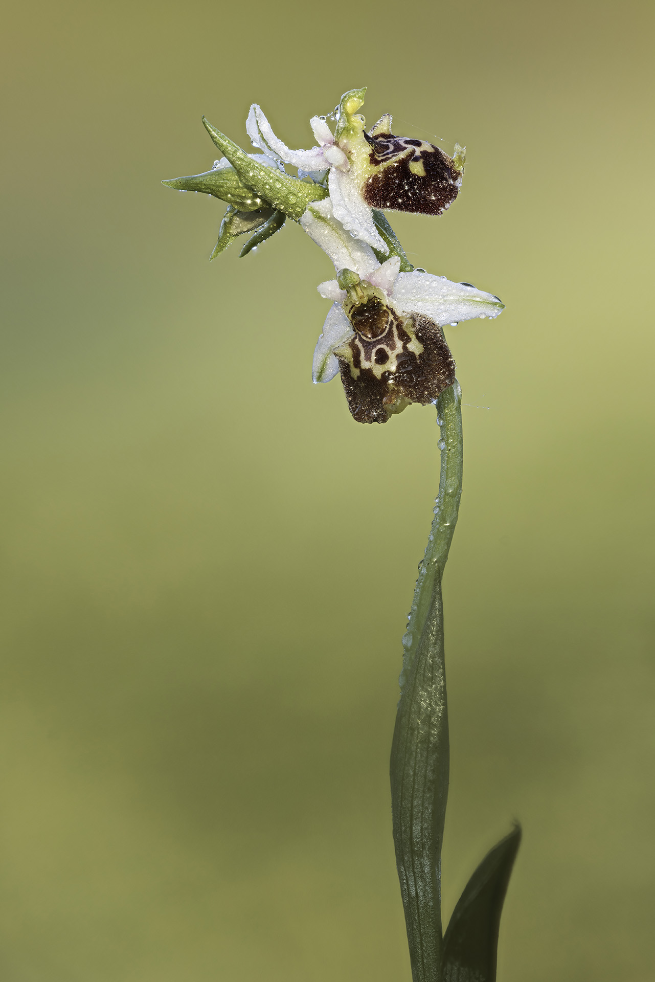 Orchid holosericea