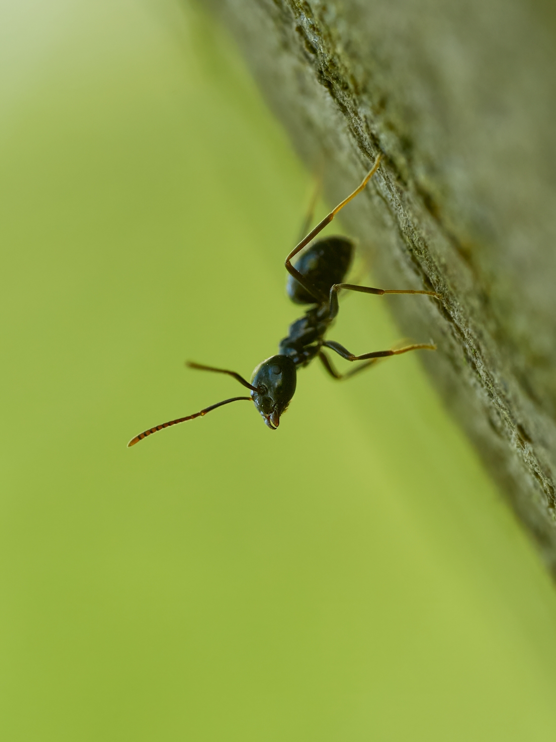 Lasius sp.
