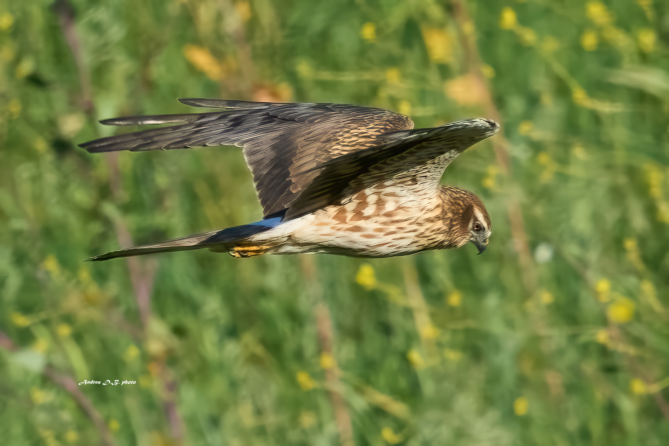 Albanella minore (f)