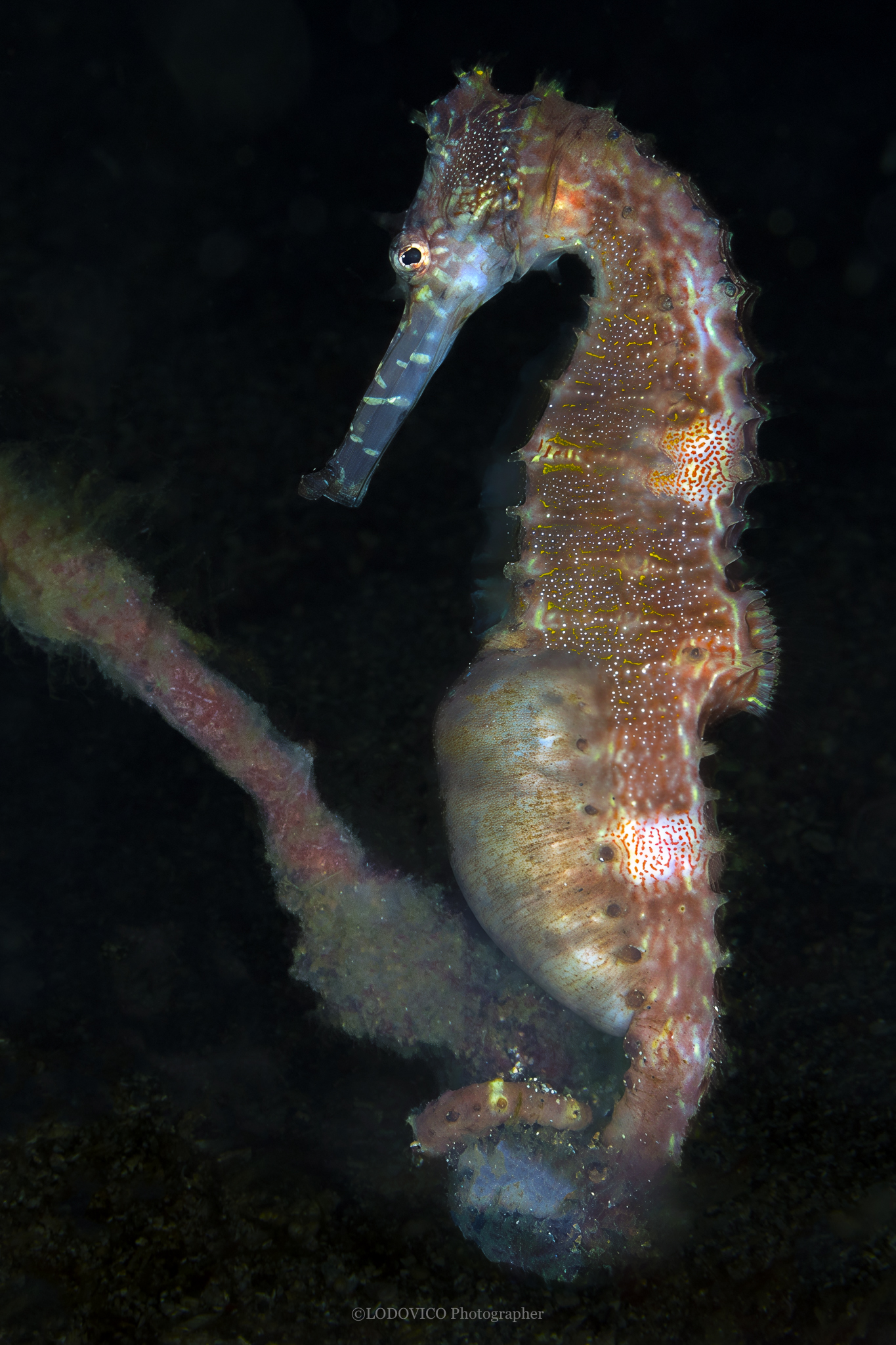 Cavalluccio Marino-Anilao Filippine