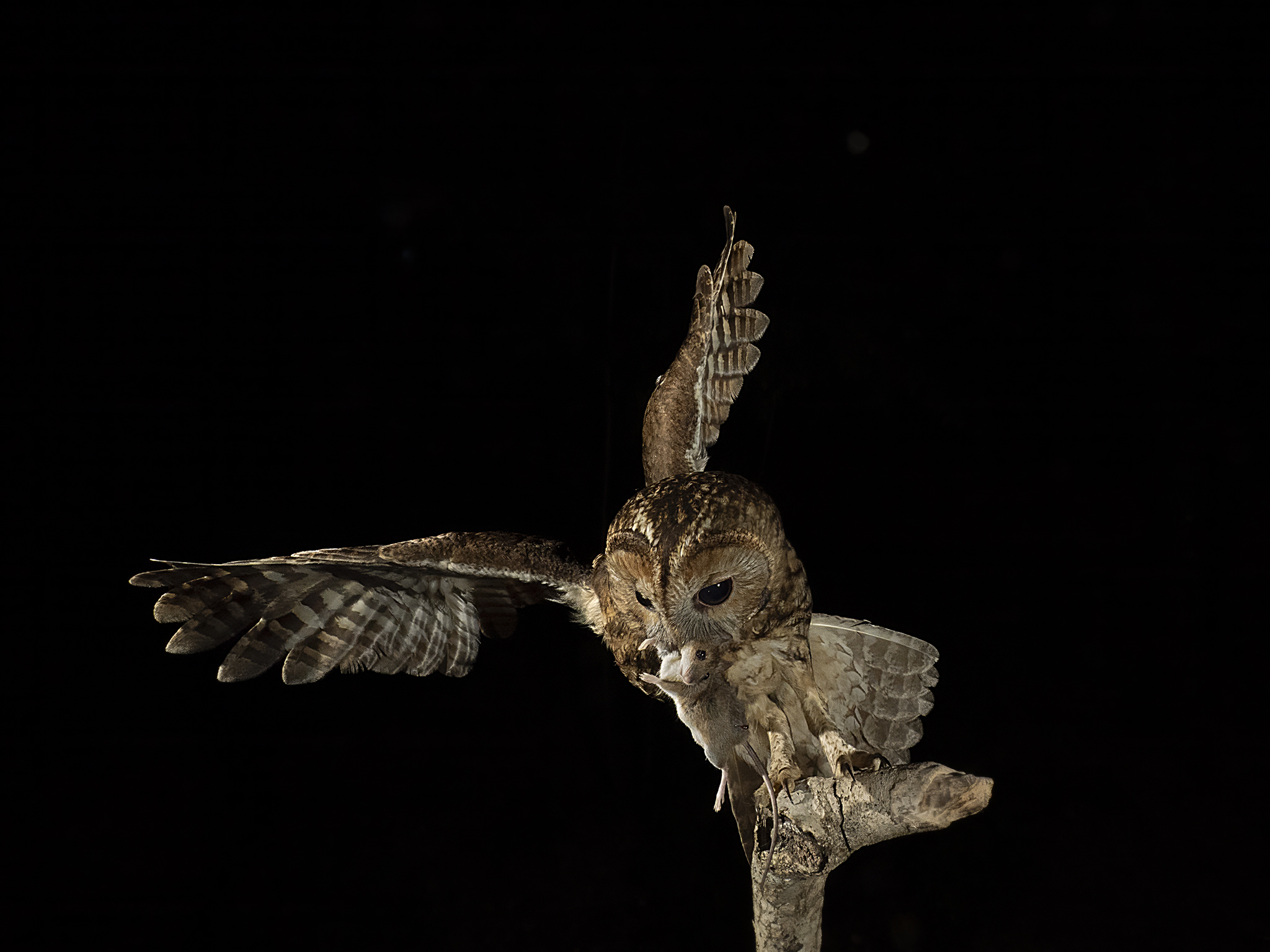 Tawny owl with prey