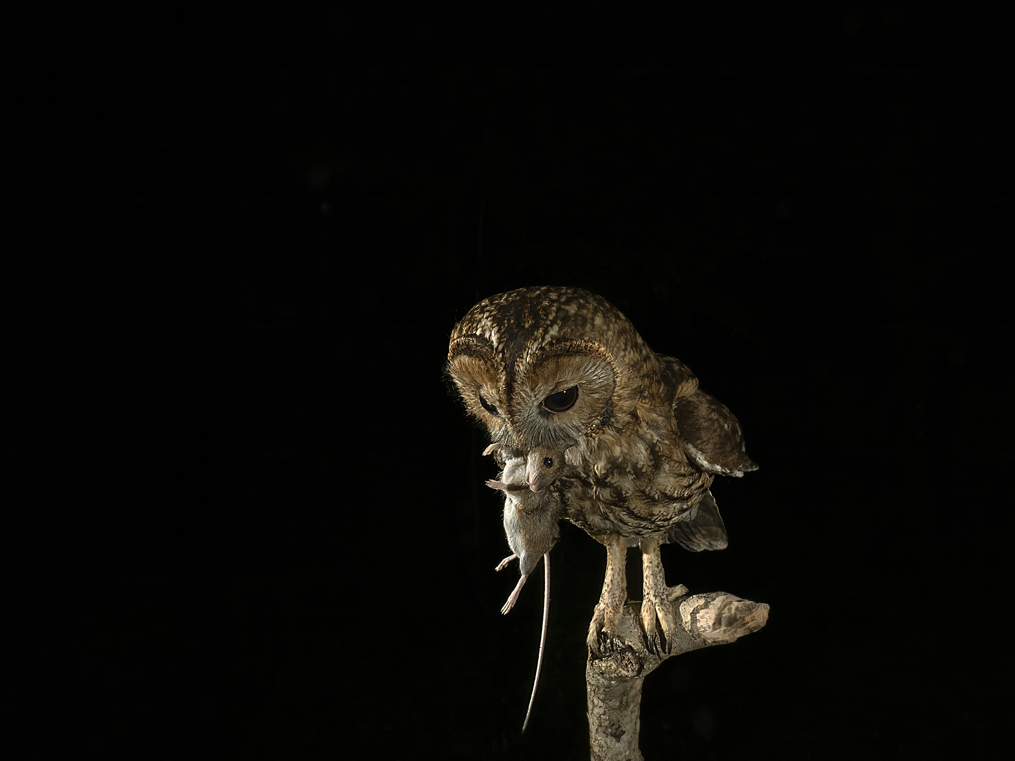 Tawny owl with prey