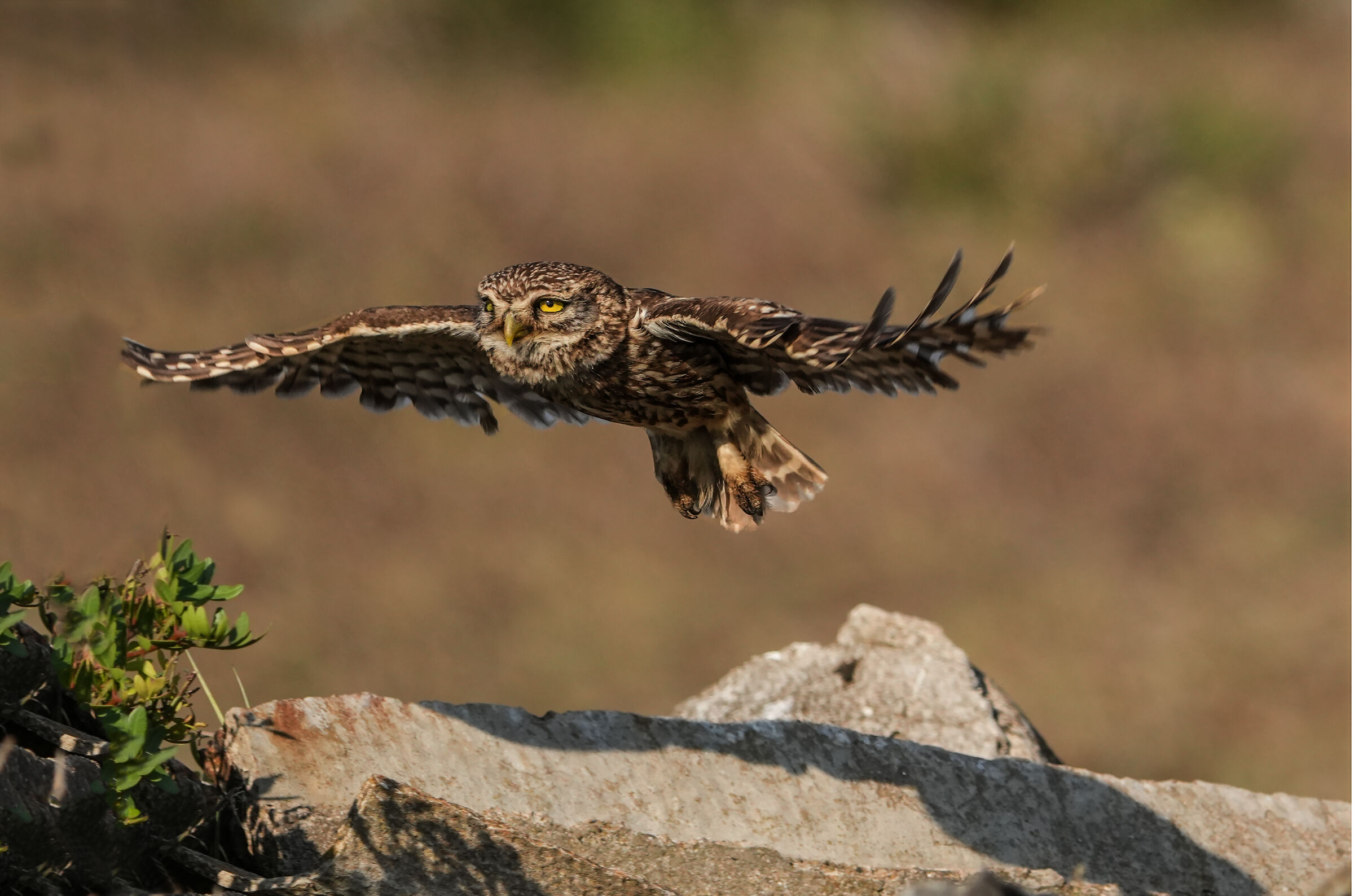 glide