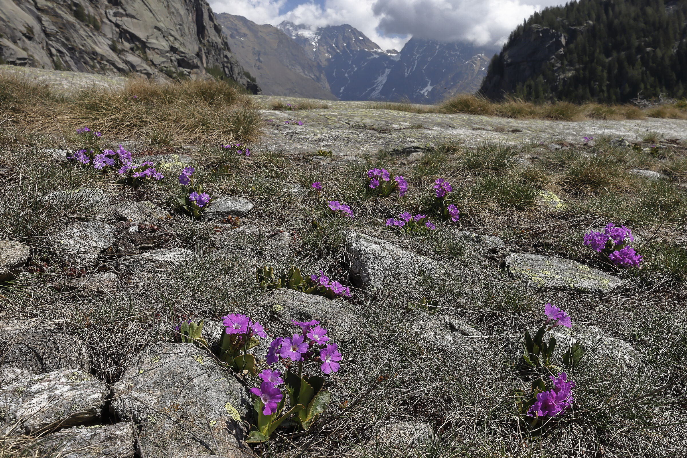 Group of shaggy primroses in the Gran Paradiso