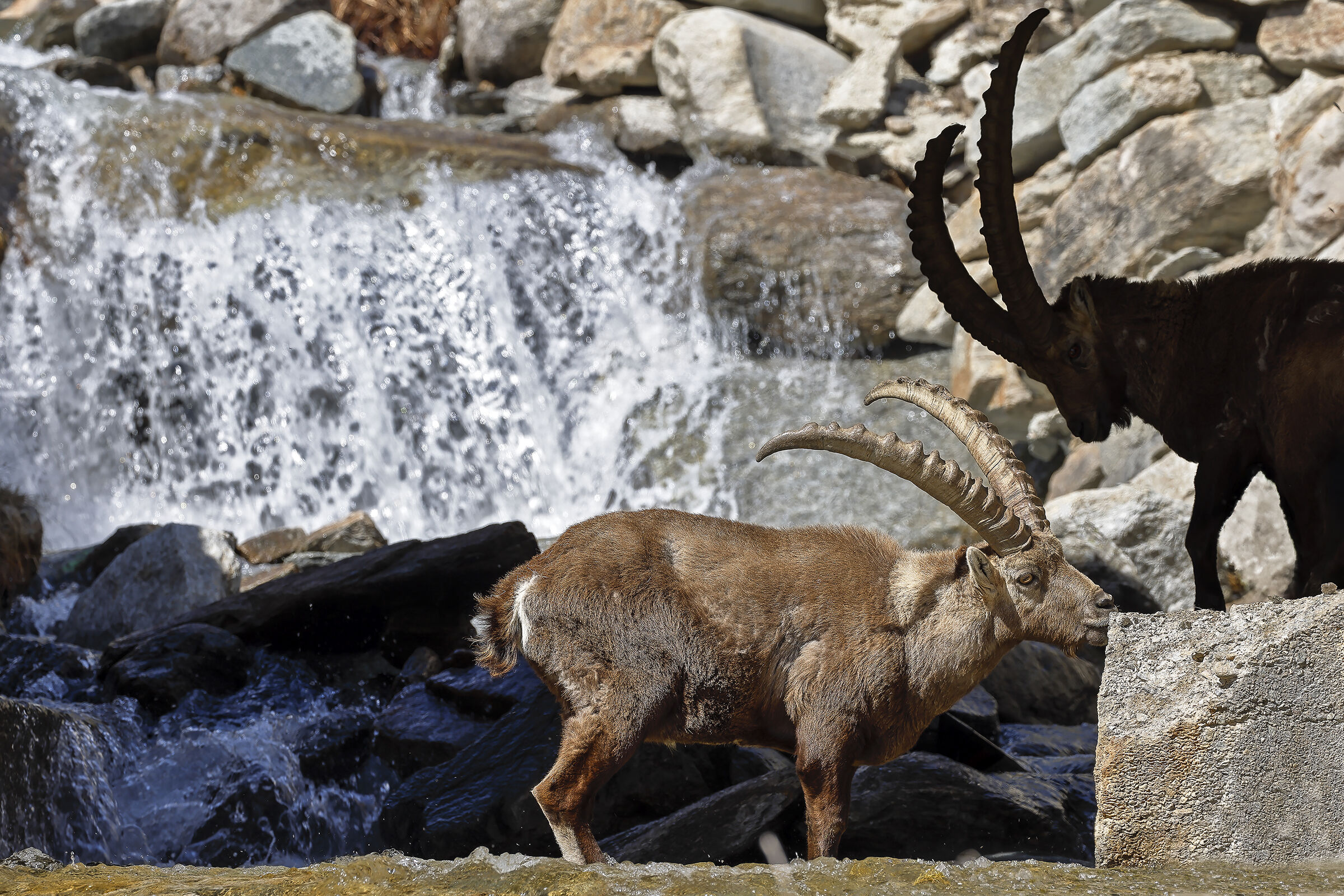 Ibex