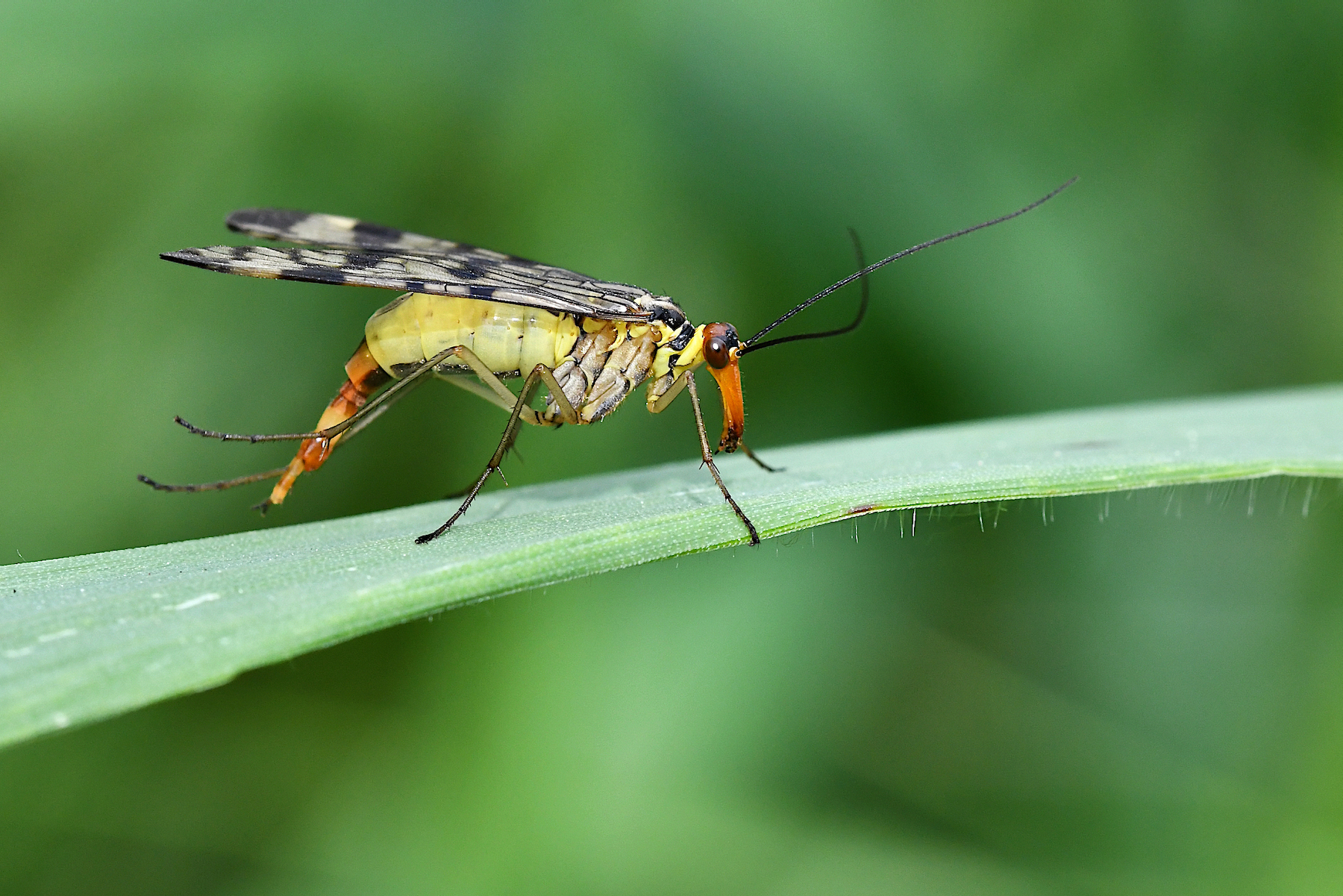Mosca scorpione